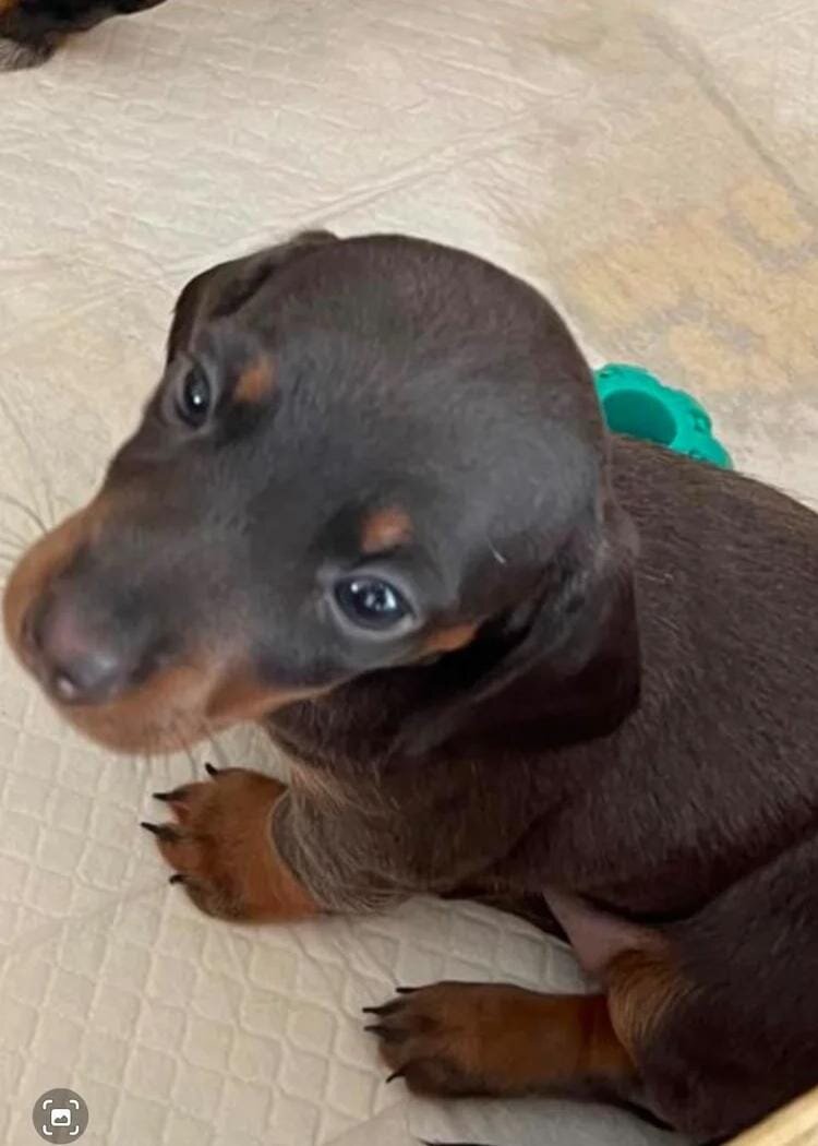 Miniature Dacshund Dachshund image 2