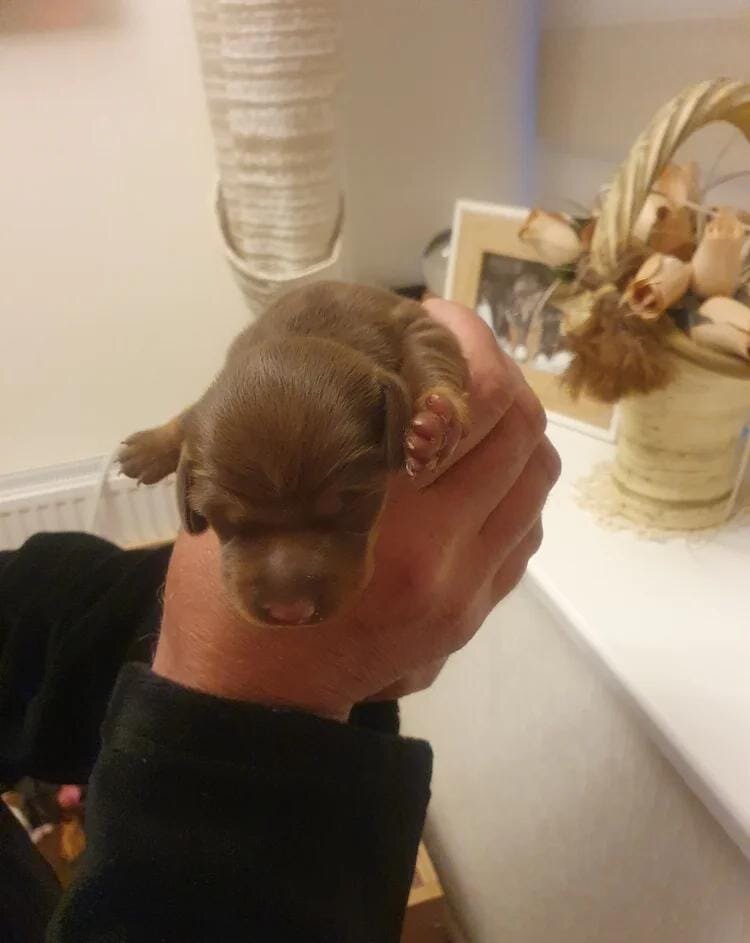 Miniature Dacshund Dachshund image 1