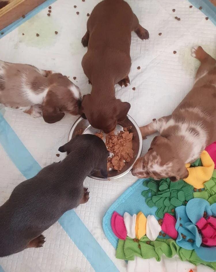 Miniature Dacshund Dachshund image 5