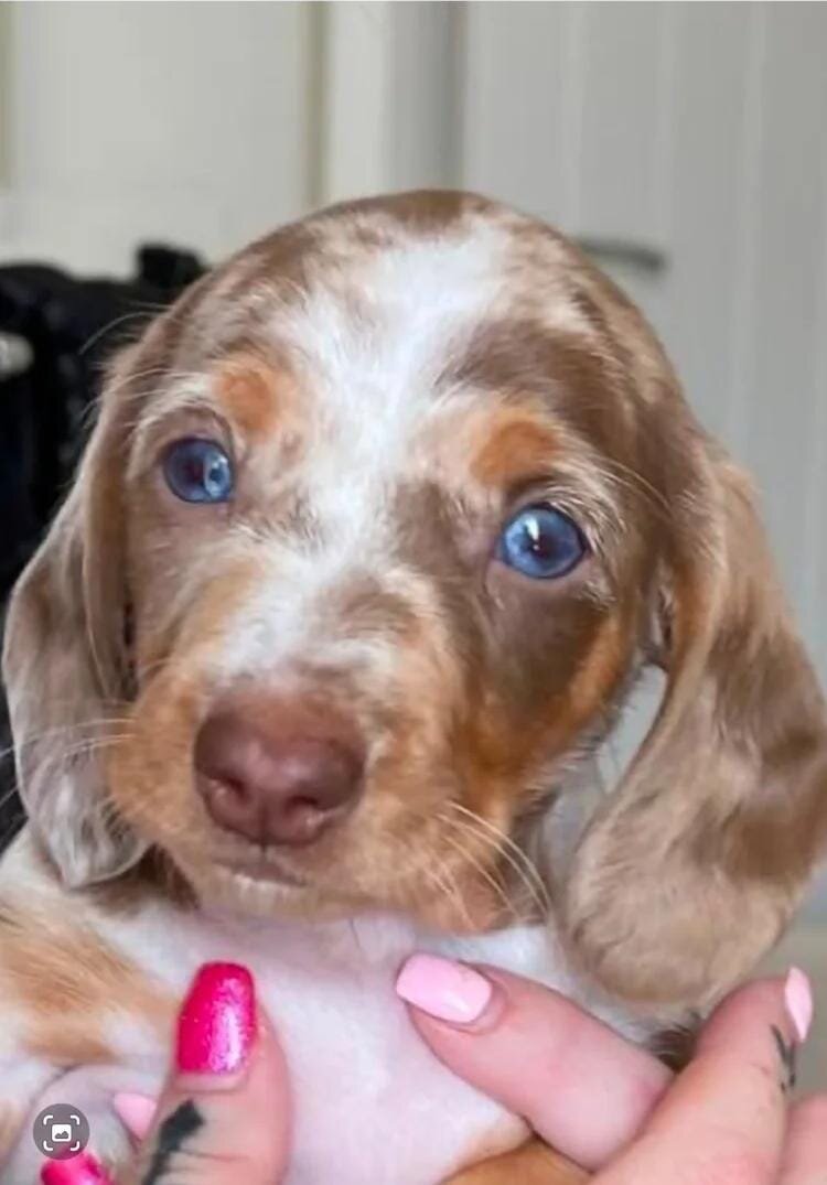 Miniature Dacshund Dachshund image 7
