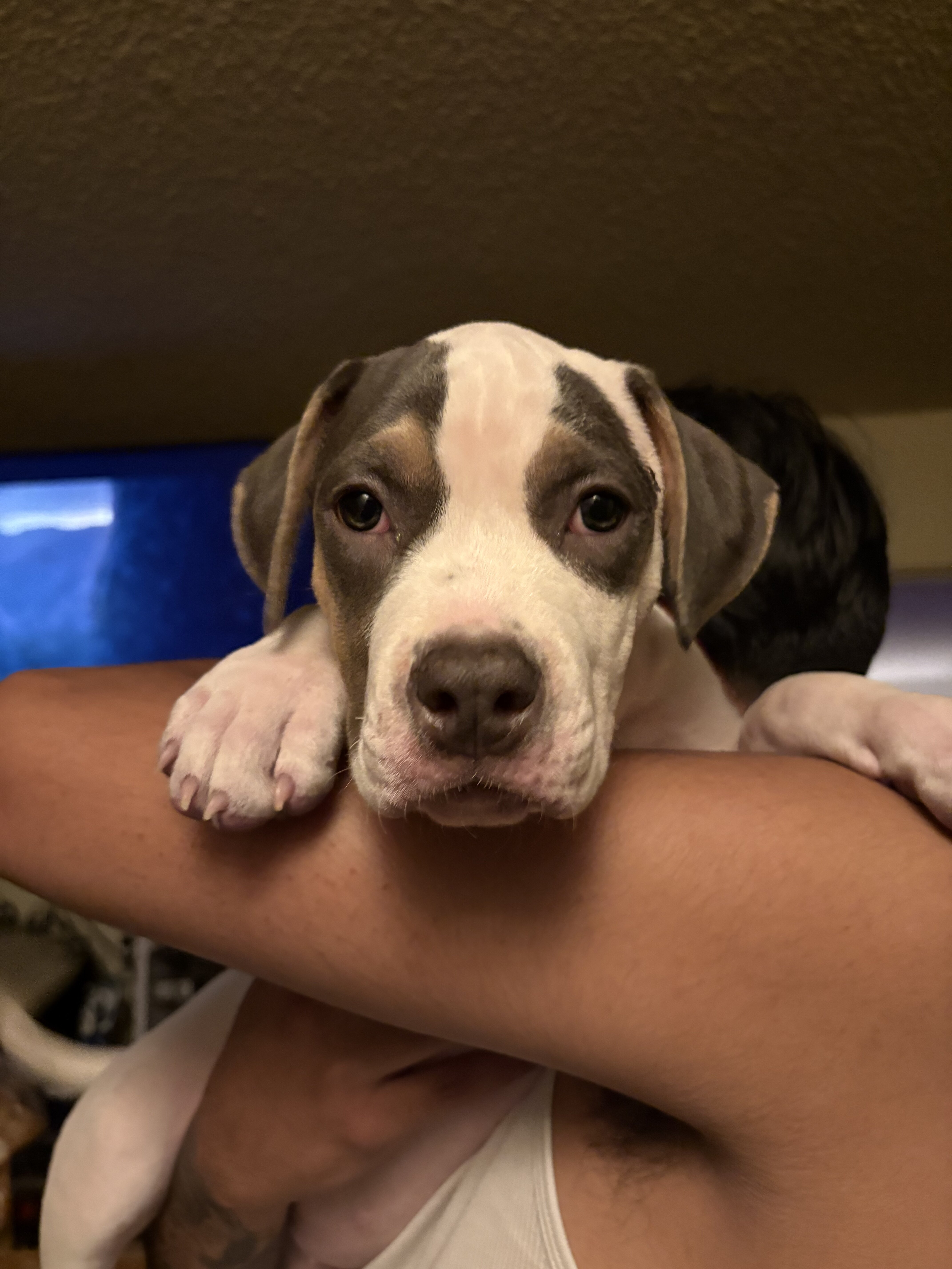 Puppy image 1