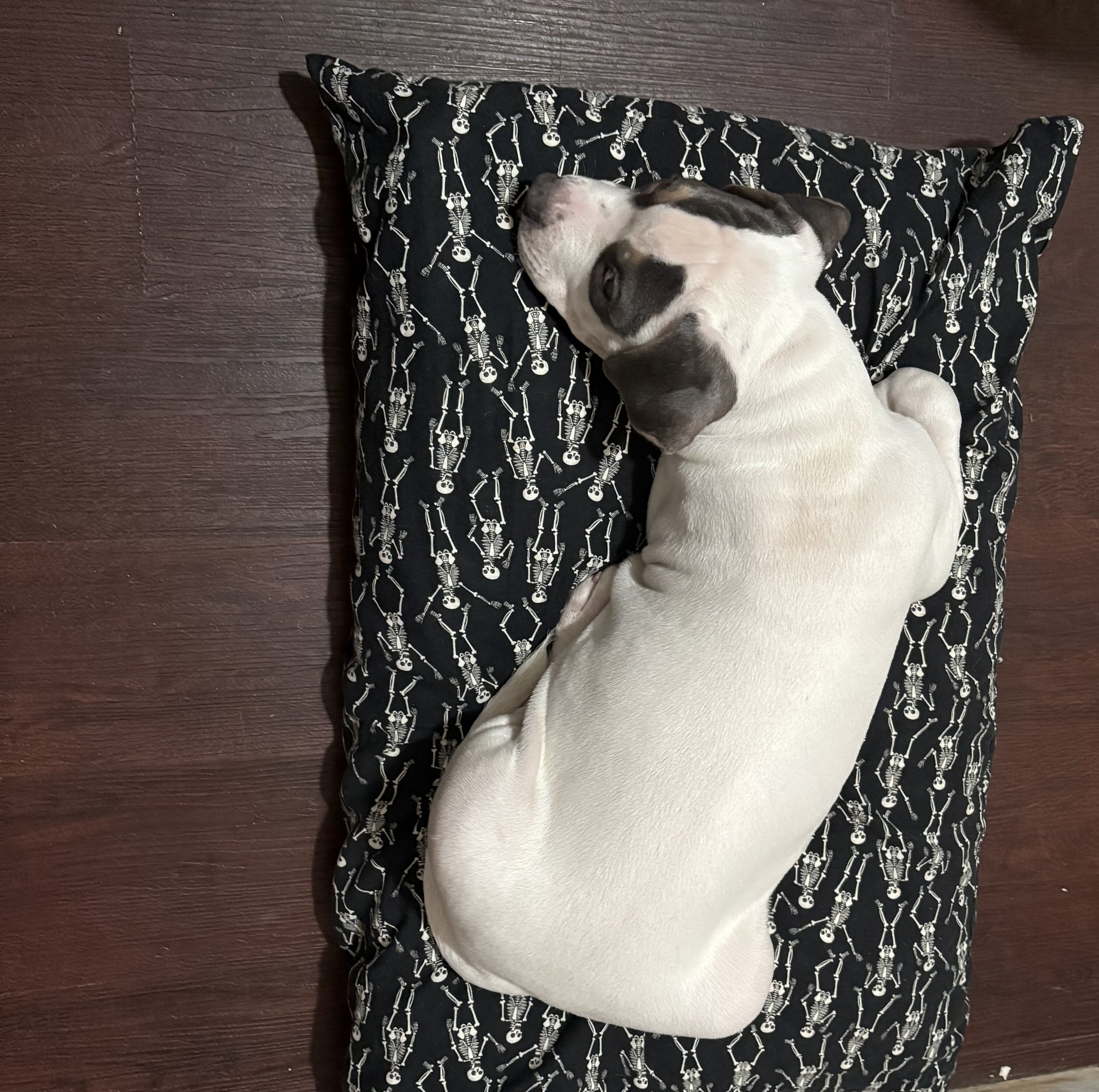 Puppy image 2