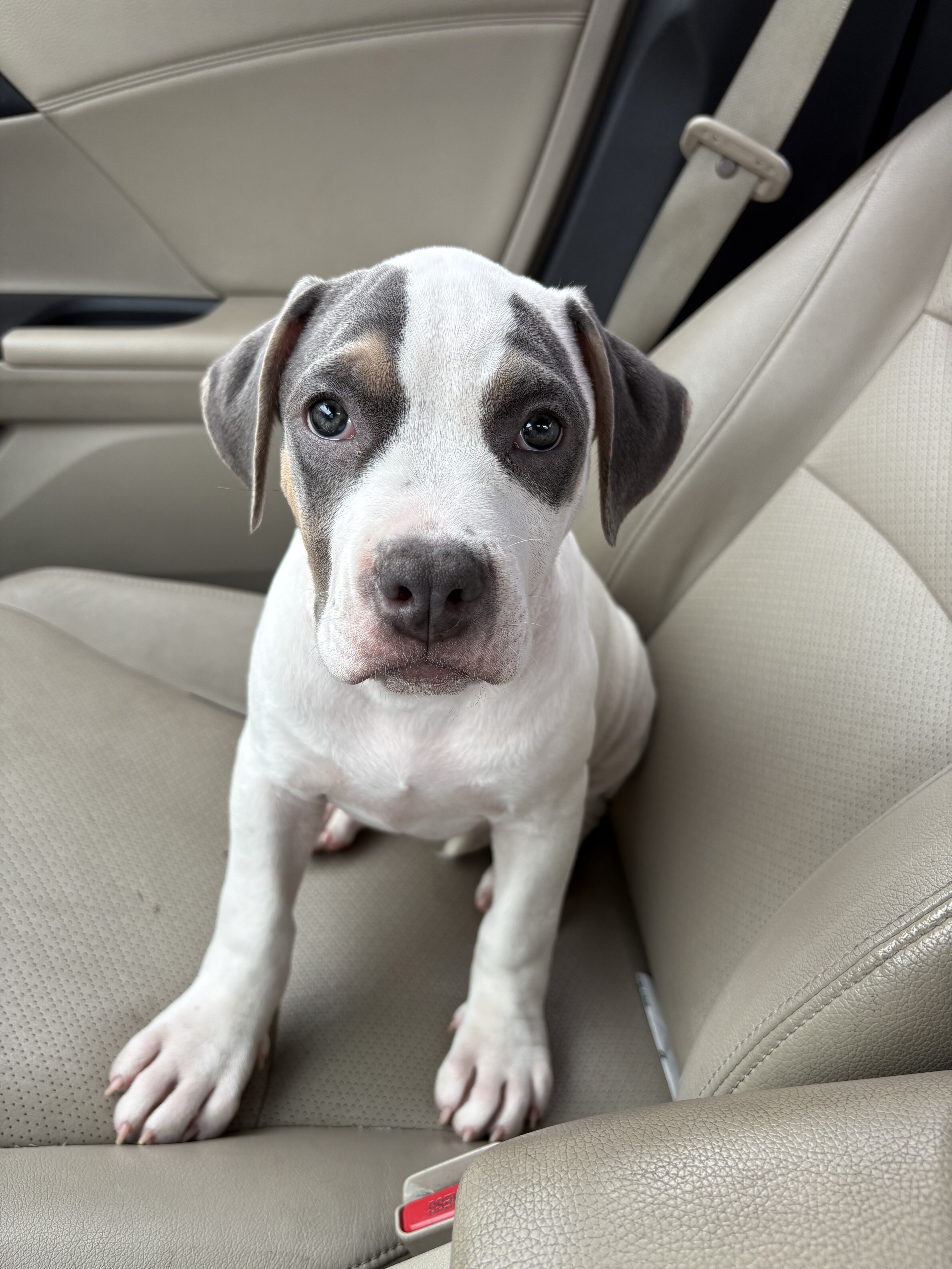 Puppy image 3