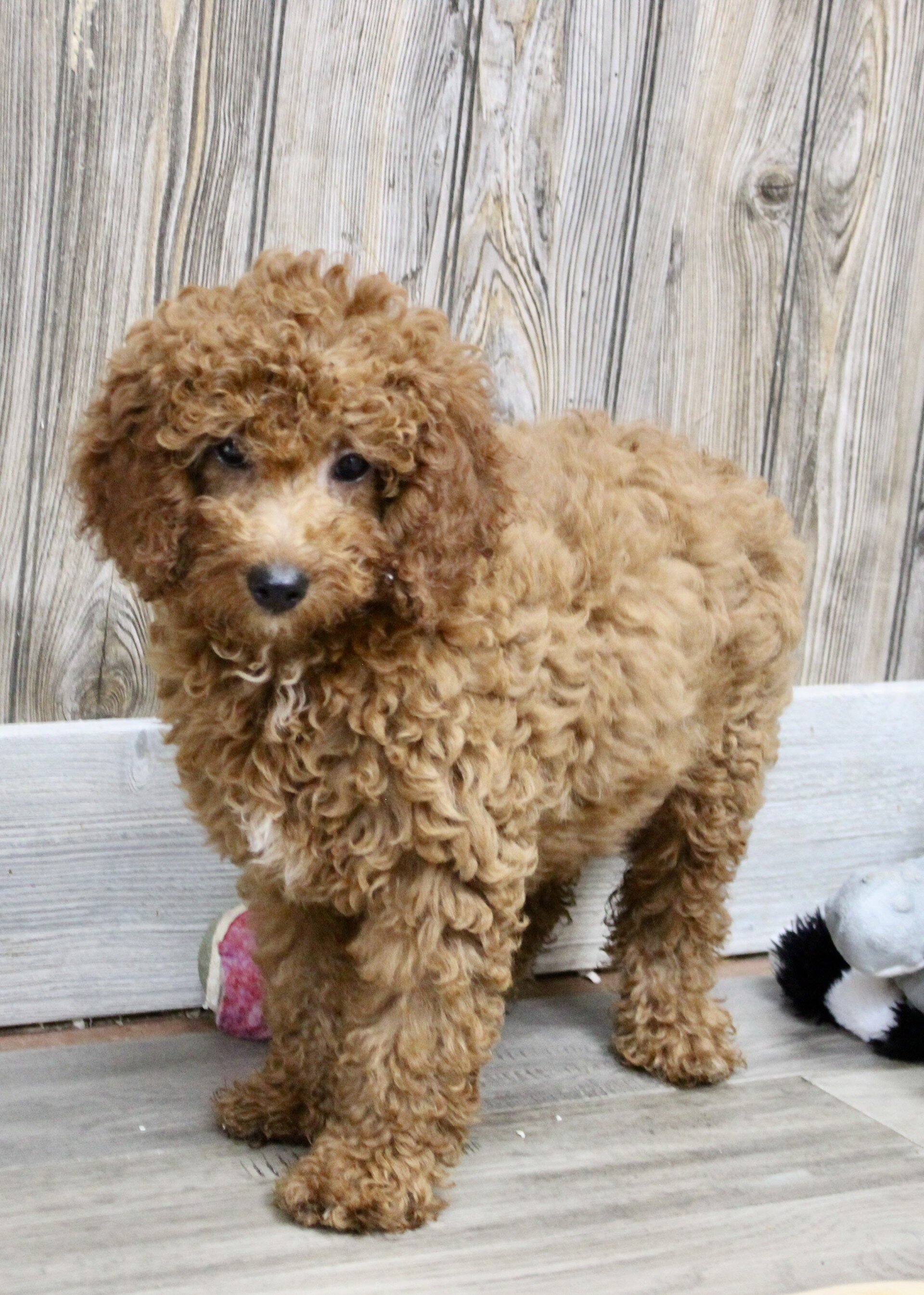 Goldie Female Mini Goldendoodle image 6