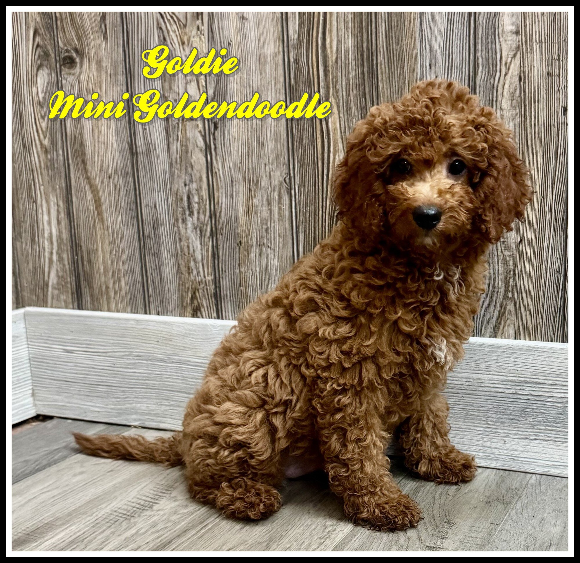 Goldie Female Mini Goldendoodle image 1