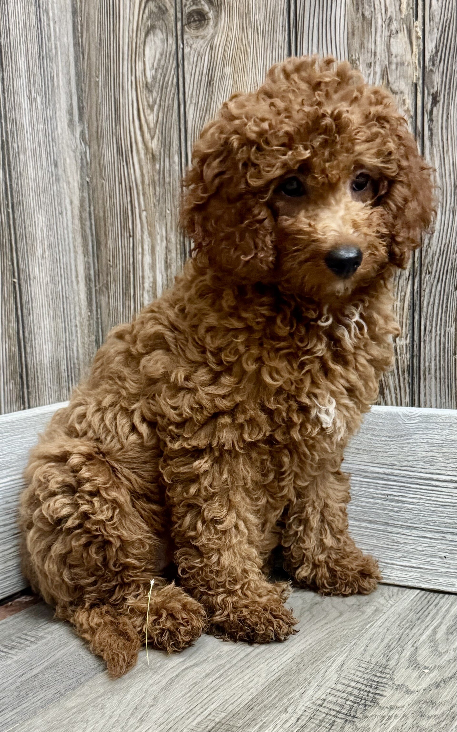 Goldie Female Mini Goldendoodle image 4