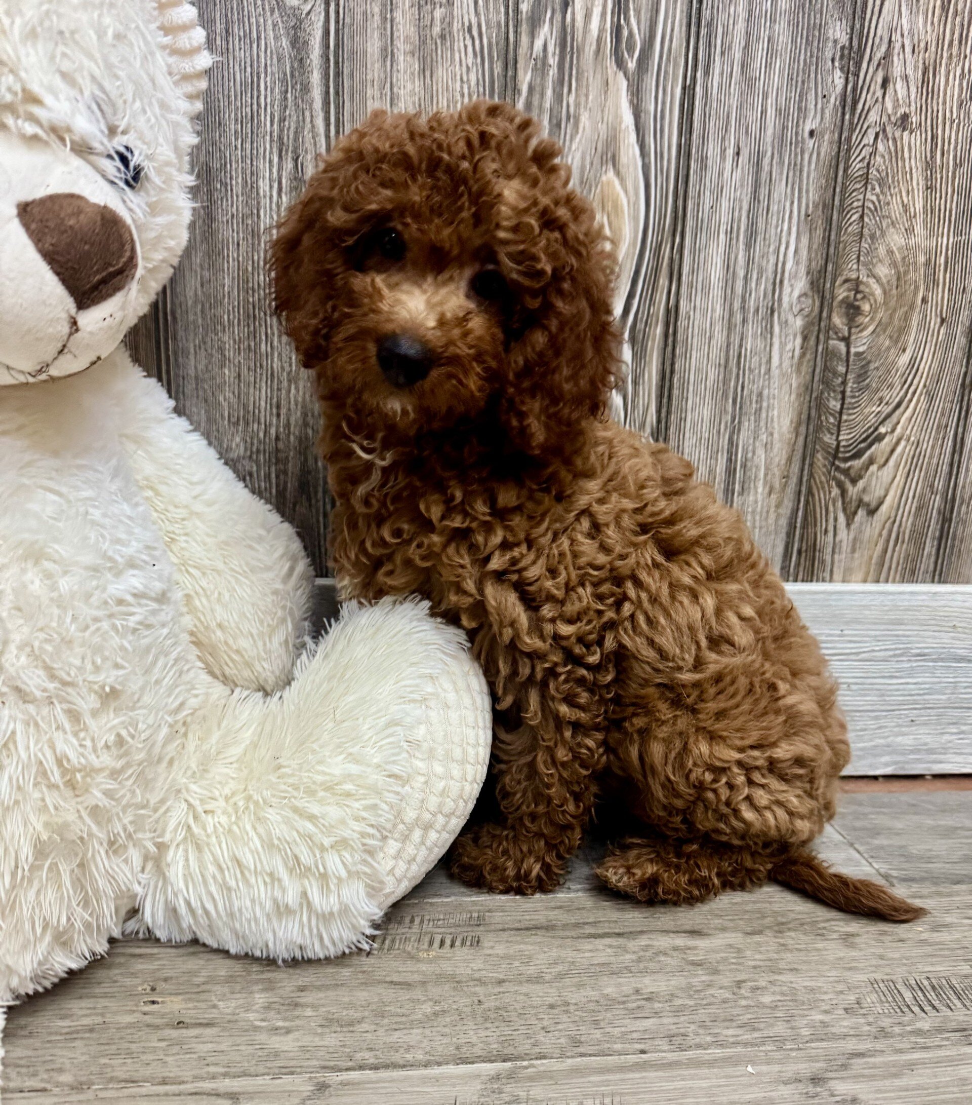 Goldie Female Mini Goldendoodle image 5