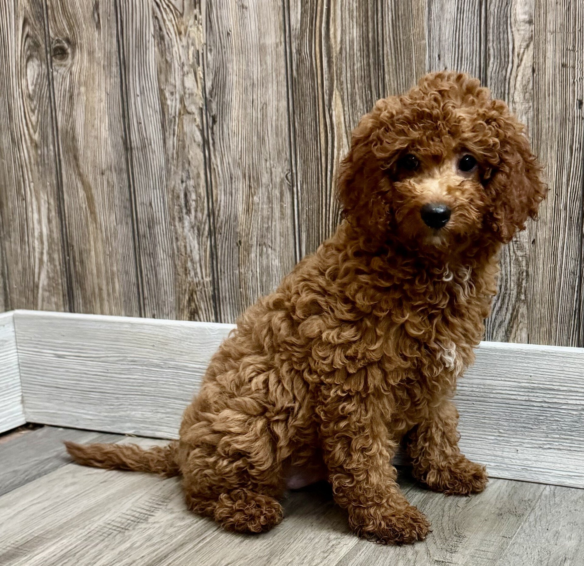 Goldie Female Mini Goldendoodle image 3