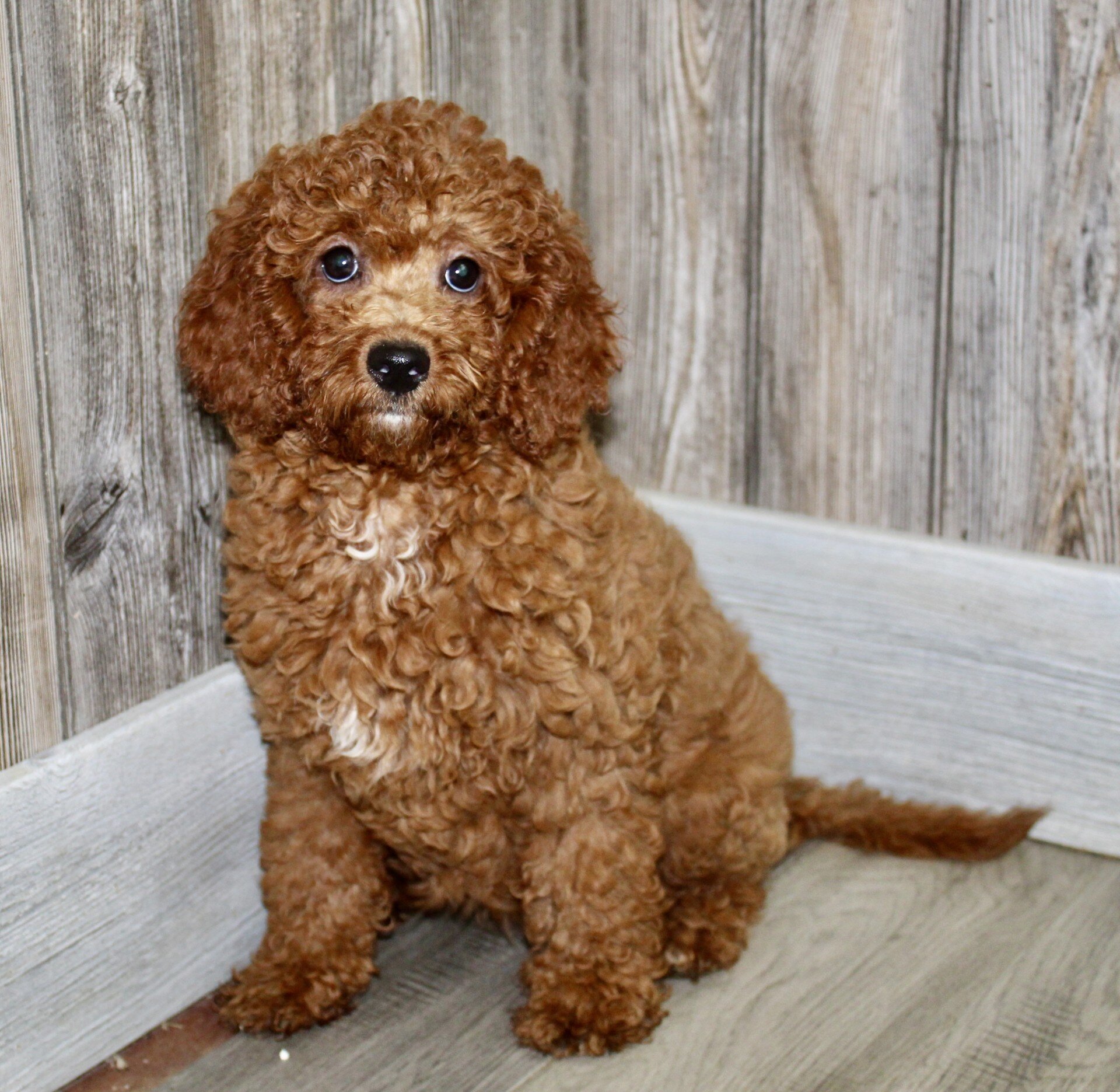 Goldie Female Mini Goldendoodle image 2