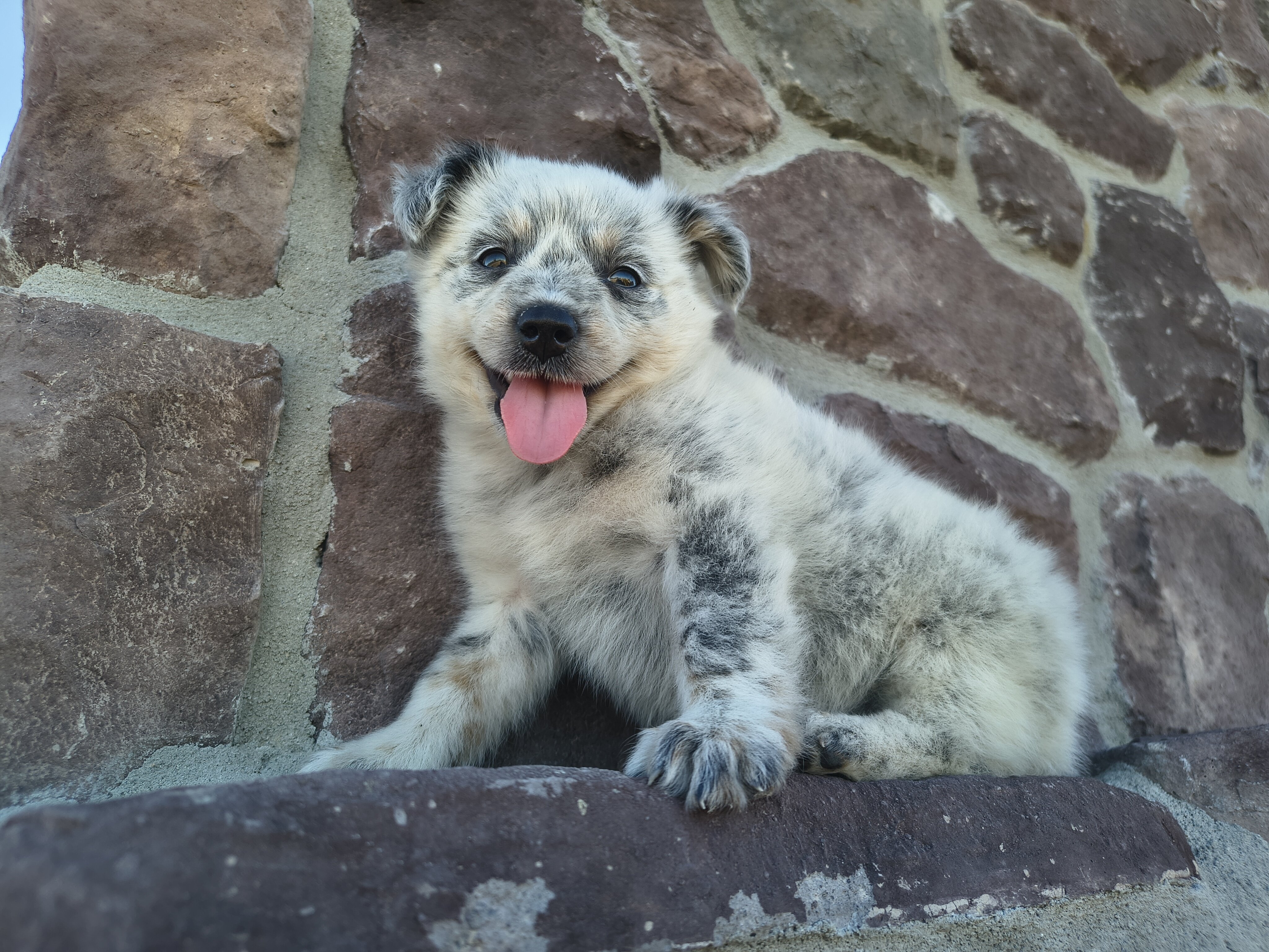 Australian Cattle puppy image 2
