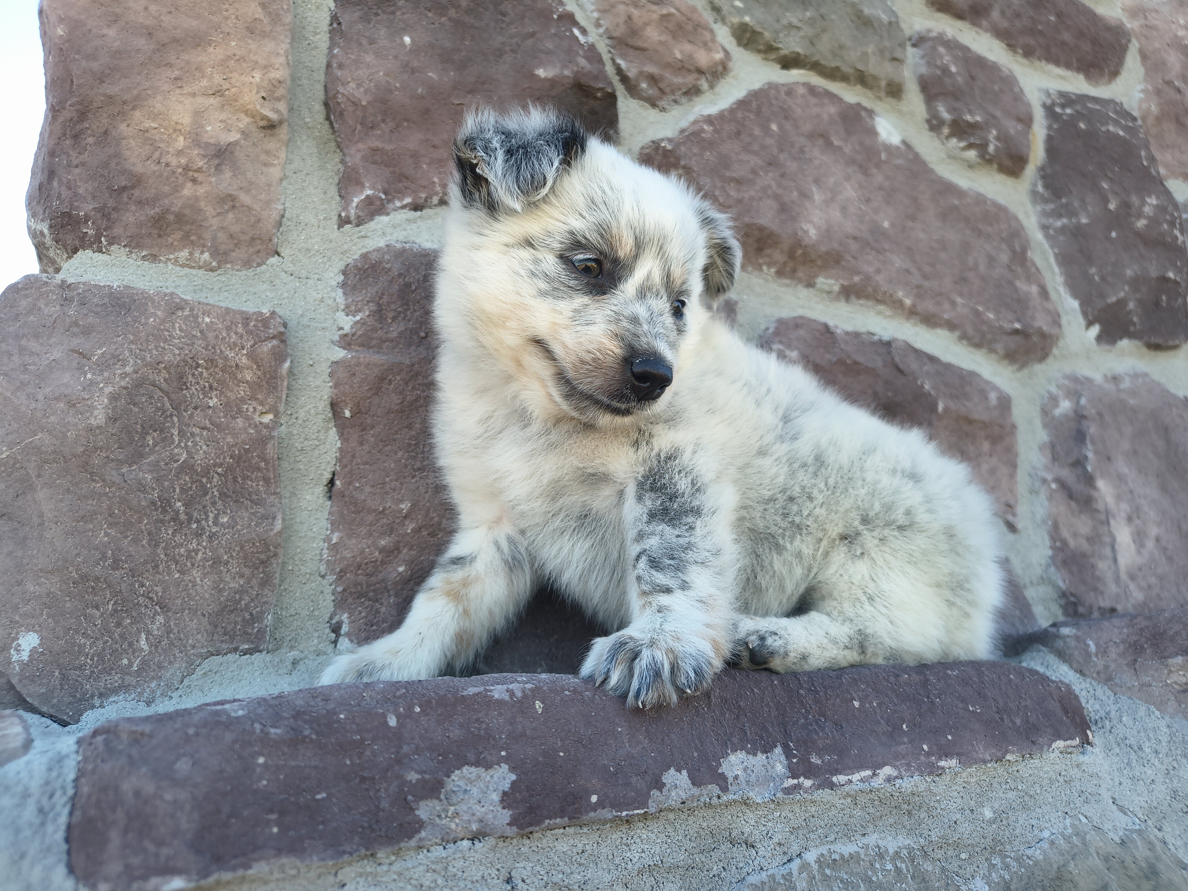 Australian Cattle puppy image 3