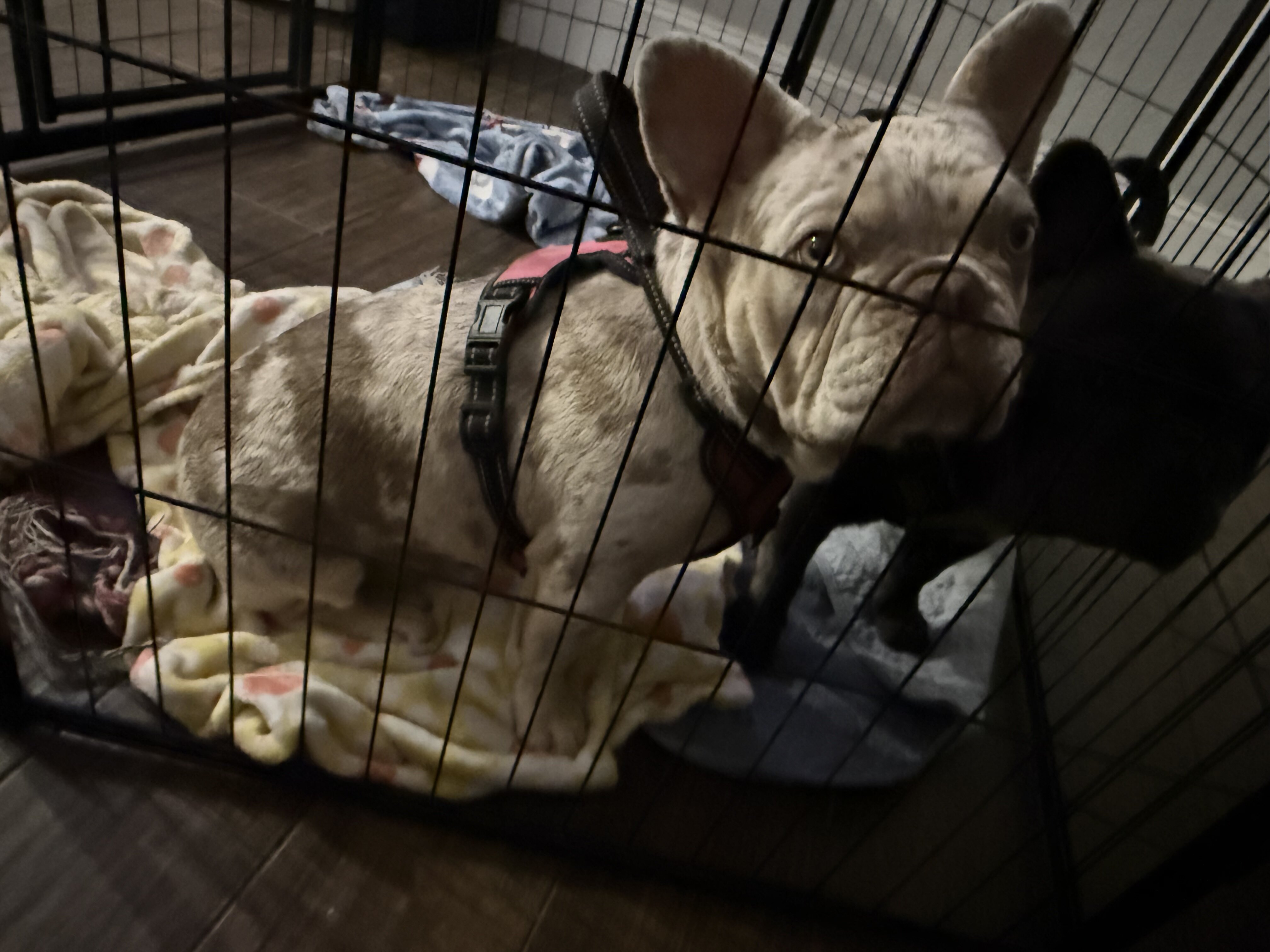 French Bulldog image 2
