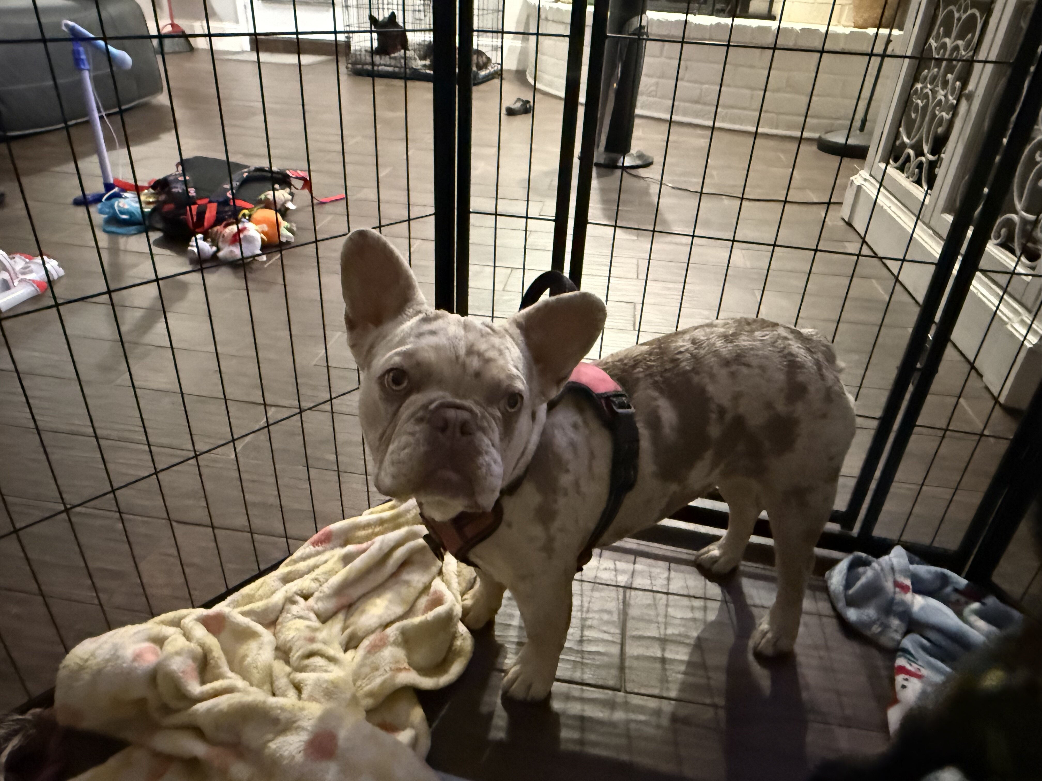French Bulldog image 1
