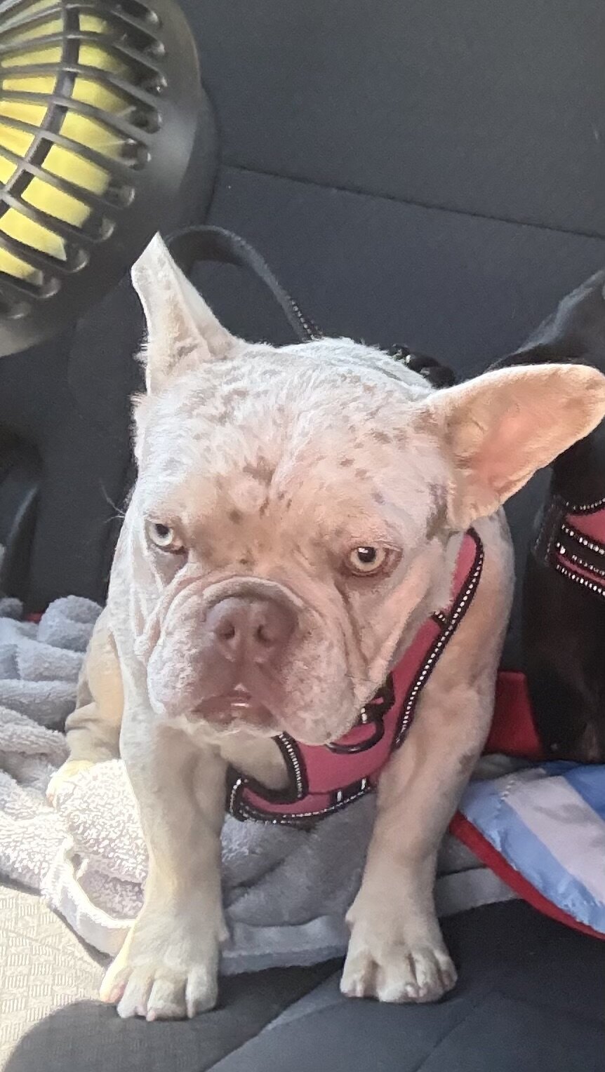 French Bulldog image 3