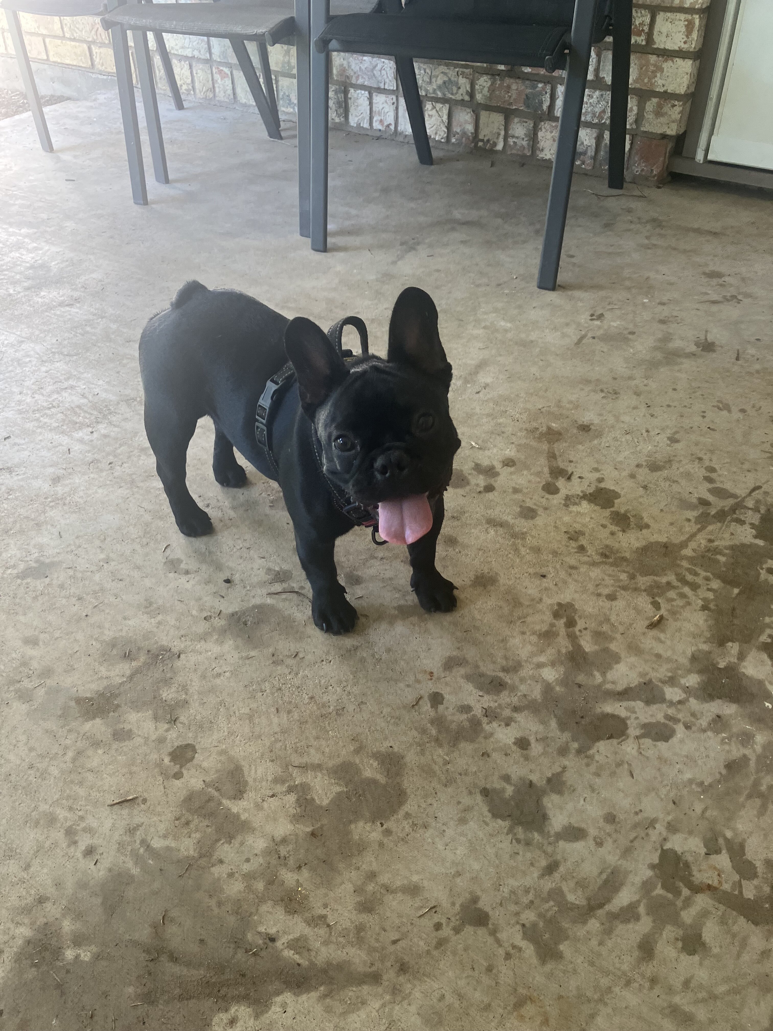 French Bulldog - 2 image 1