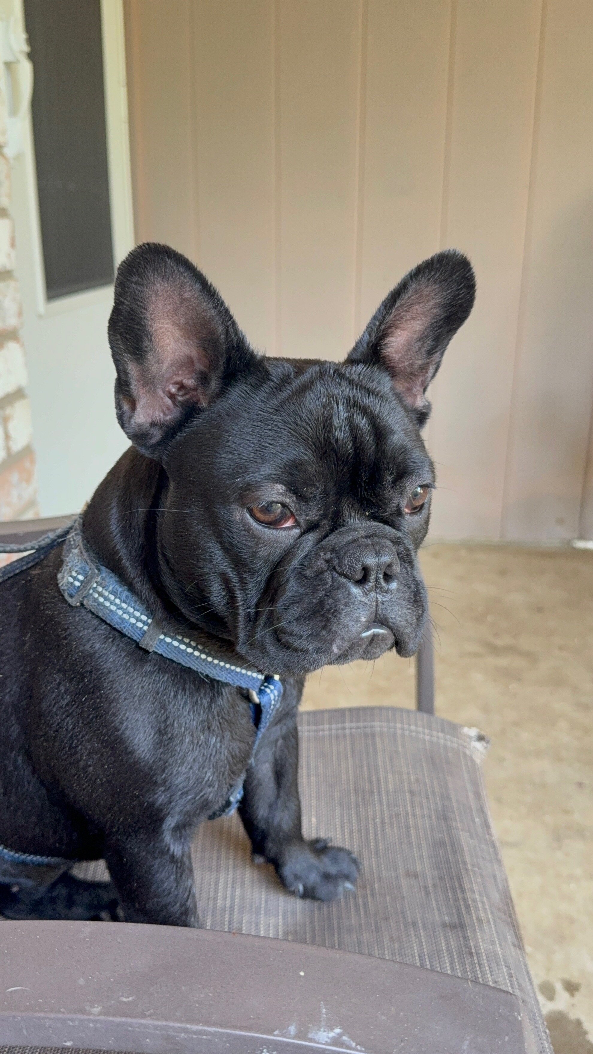 French Bulldog - 2 image 2