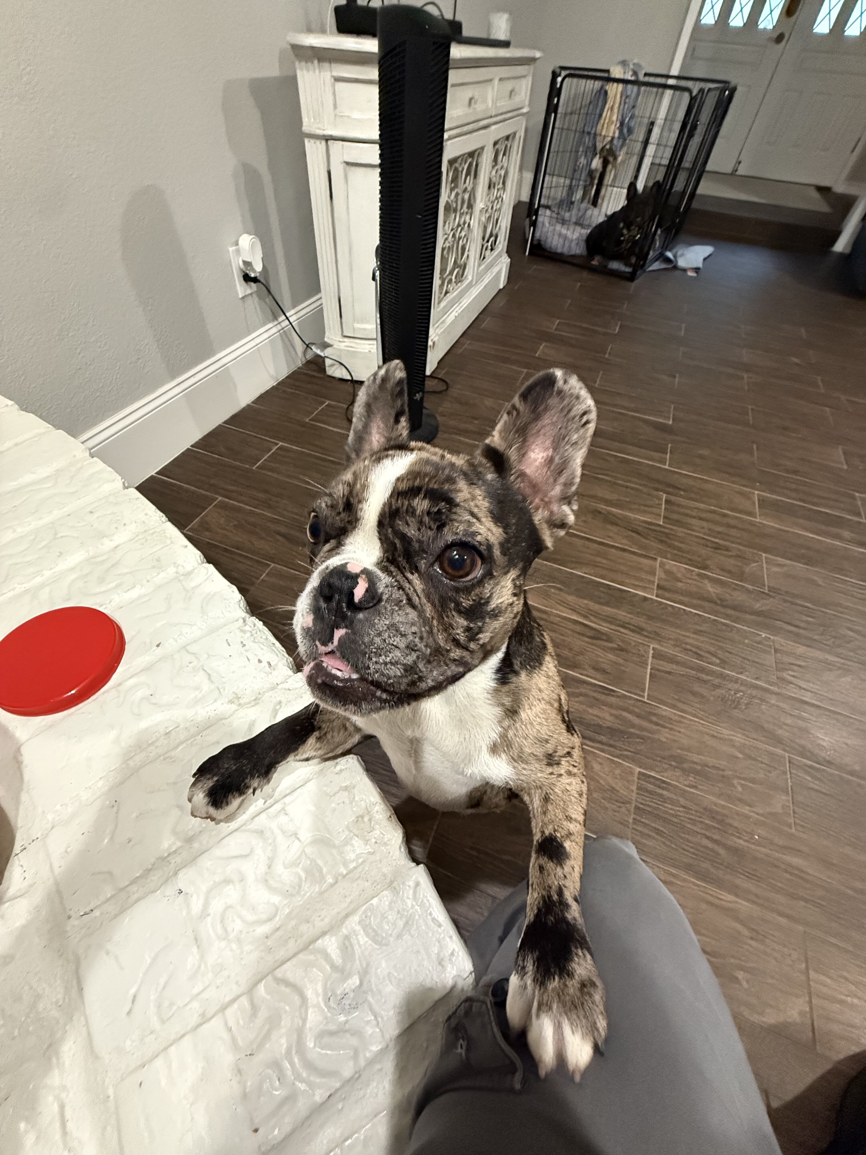 French Bulldog - 3 image 2