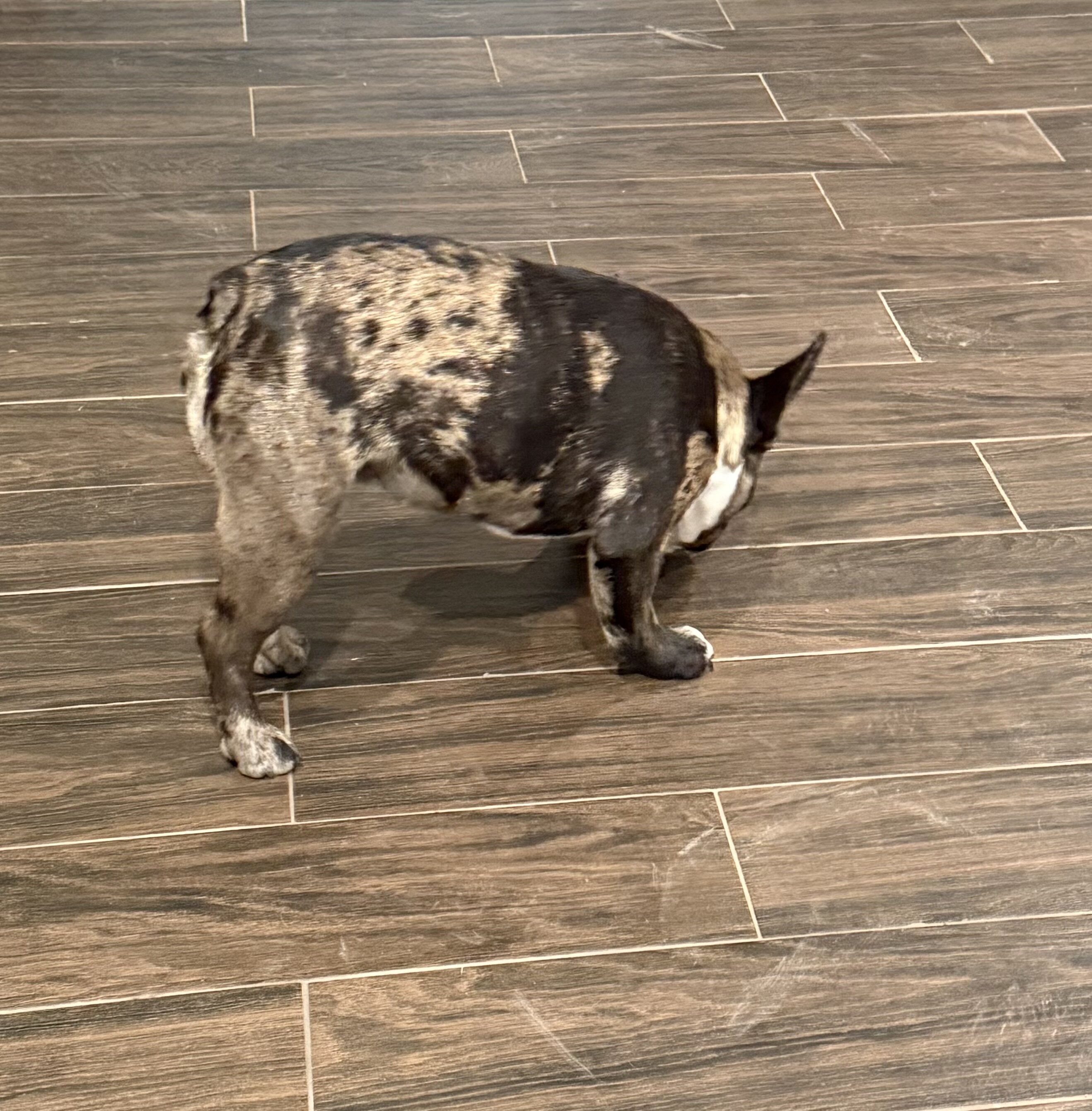 French Bulldog - 3 image 1