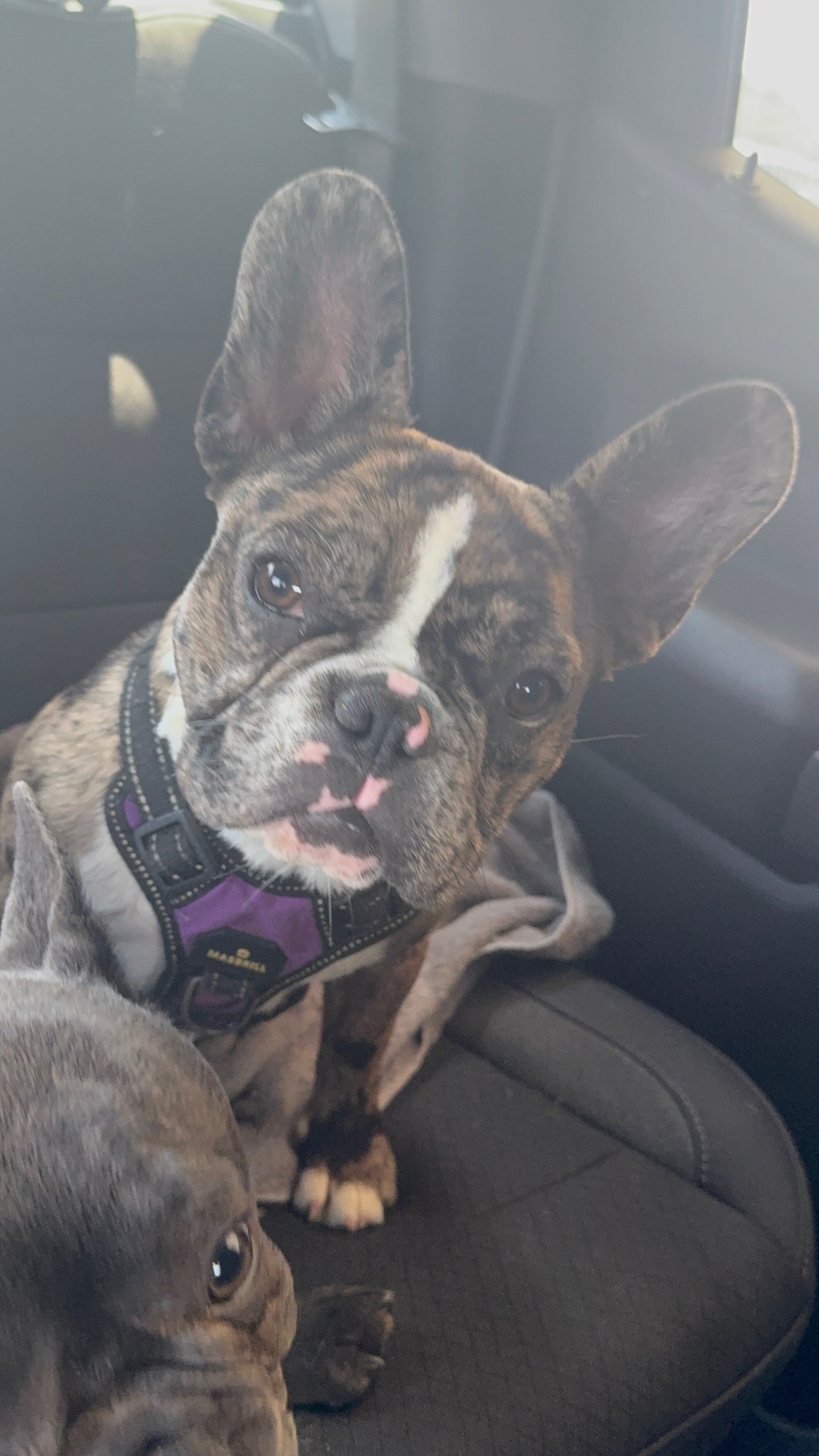 French Bulldog - 3 image 3