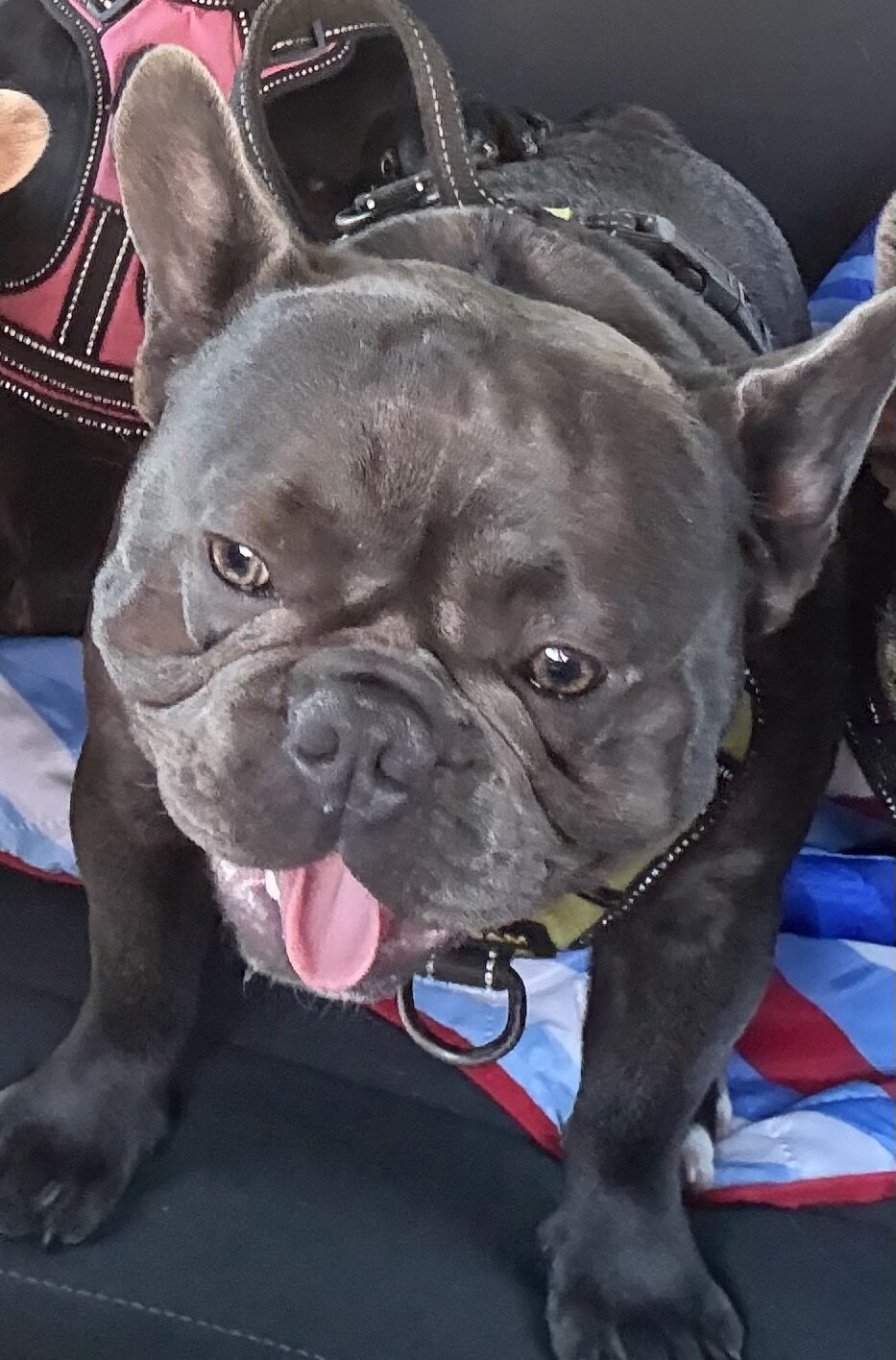 French Bulldog - 4 image 2