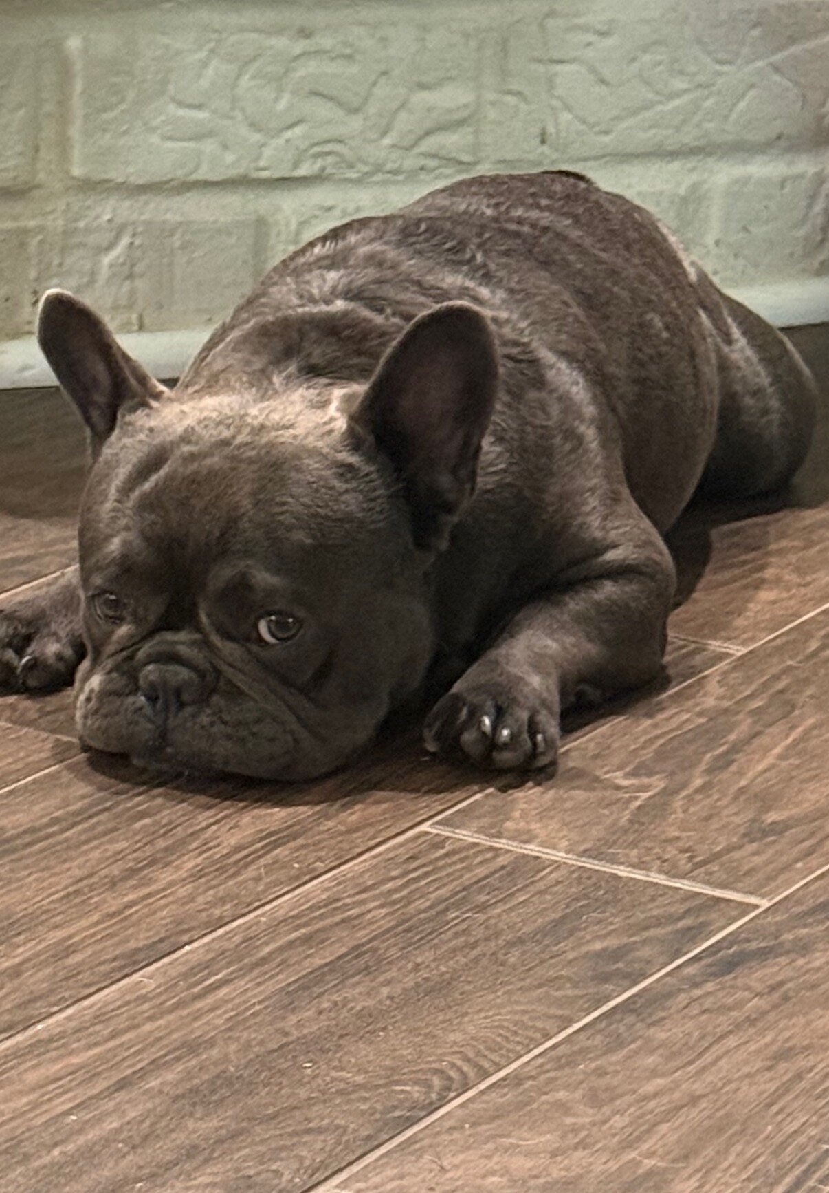 French Bulldog - 4 image 1