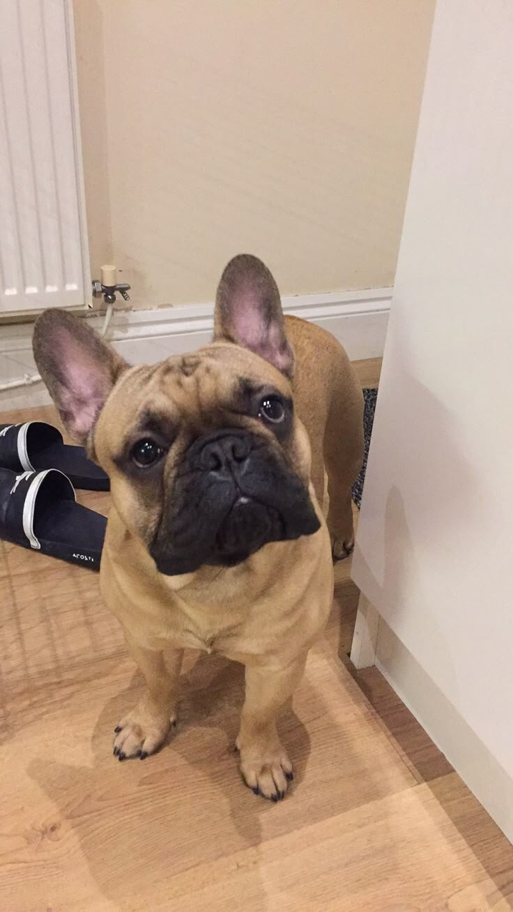 French Bulldog image 2