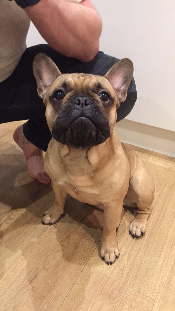 French Bulldog image 1