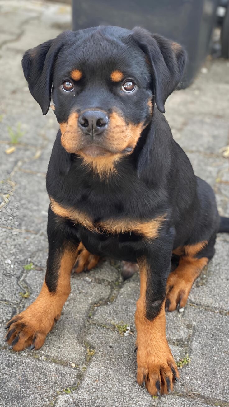 puppies image 2