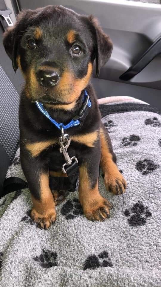 puppies image 3