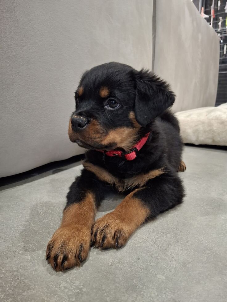 puppies image 4