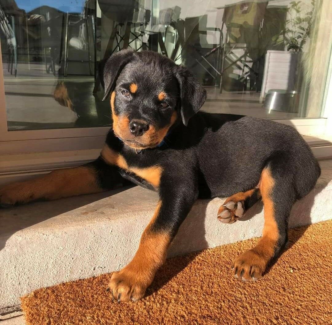 puppies image 5