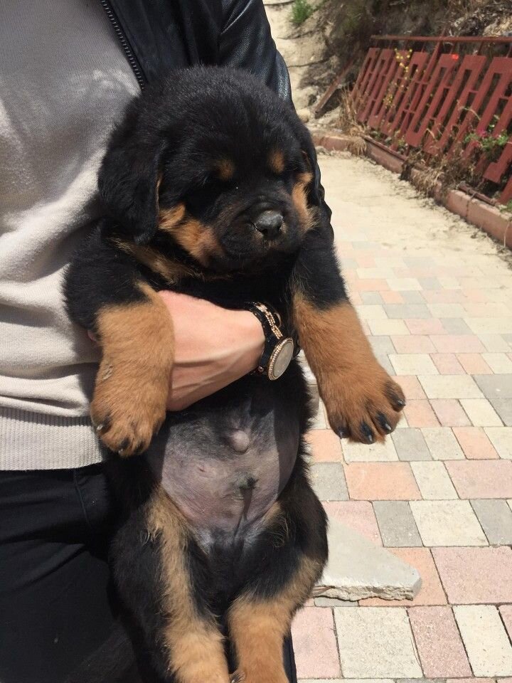 puppies image 1
