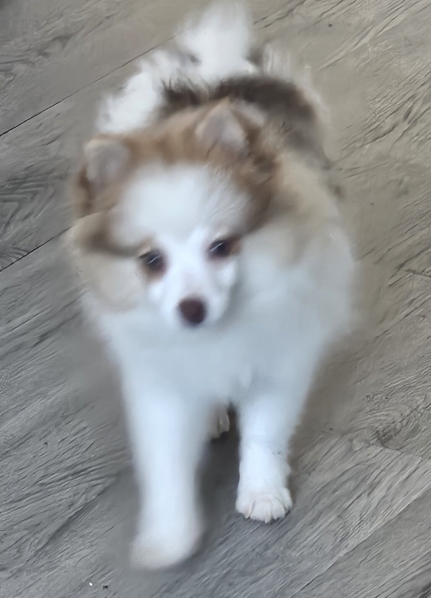 Pomeranian  puppy image 2