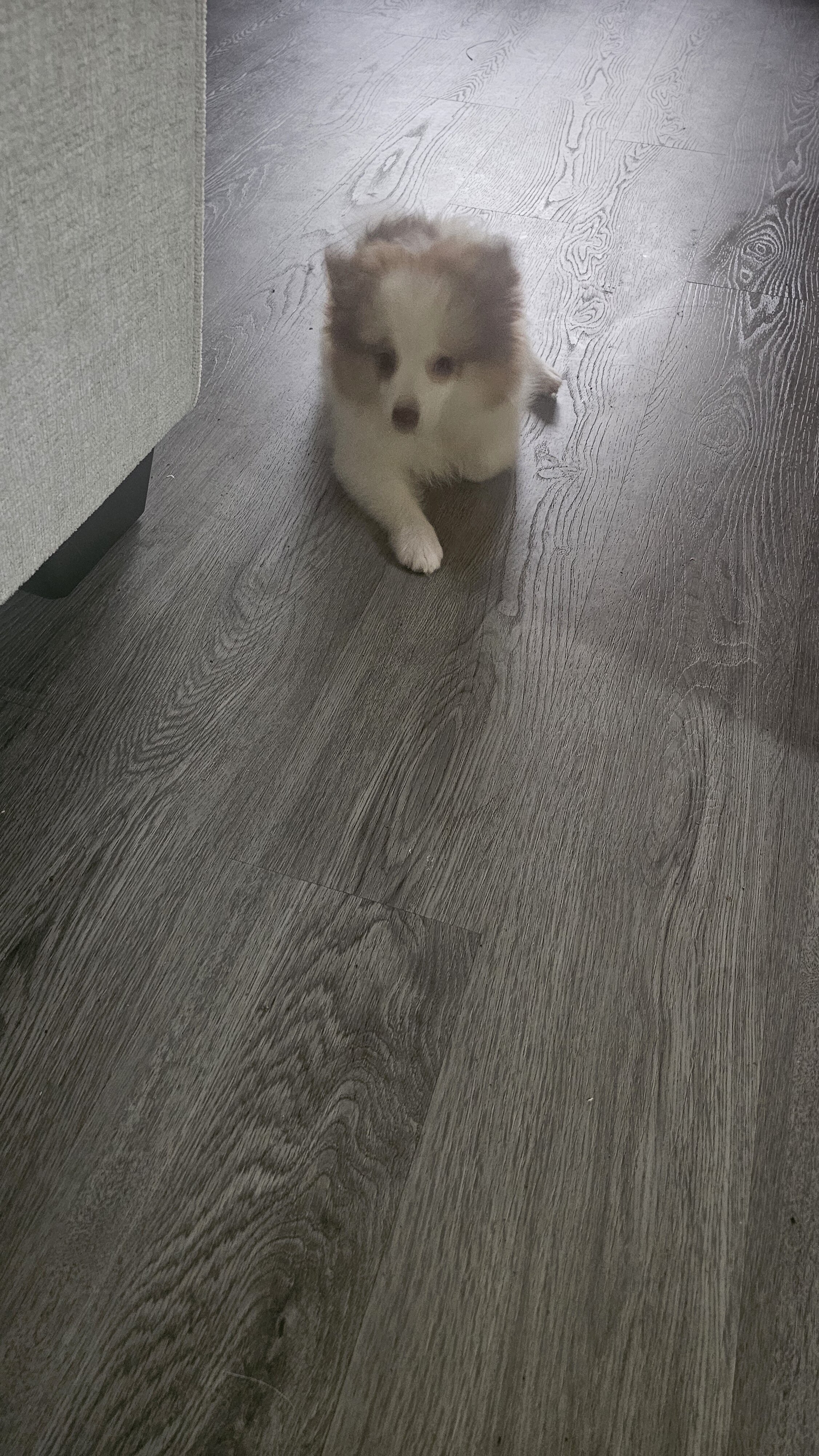 Pomeranian  puppy image 3