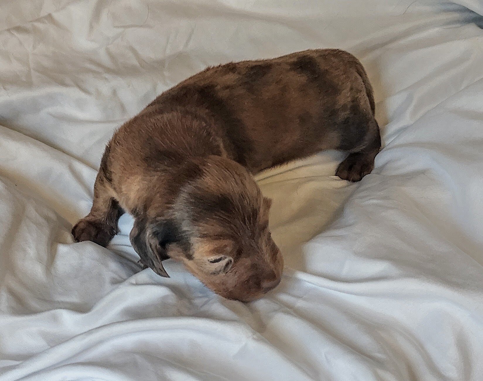 AKC miniature long haired Dachshunds image 1