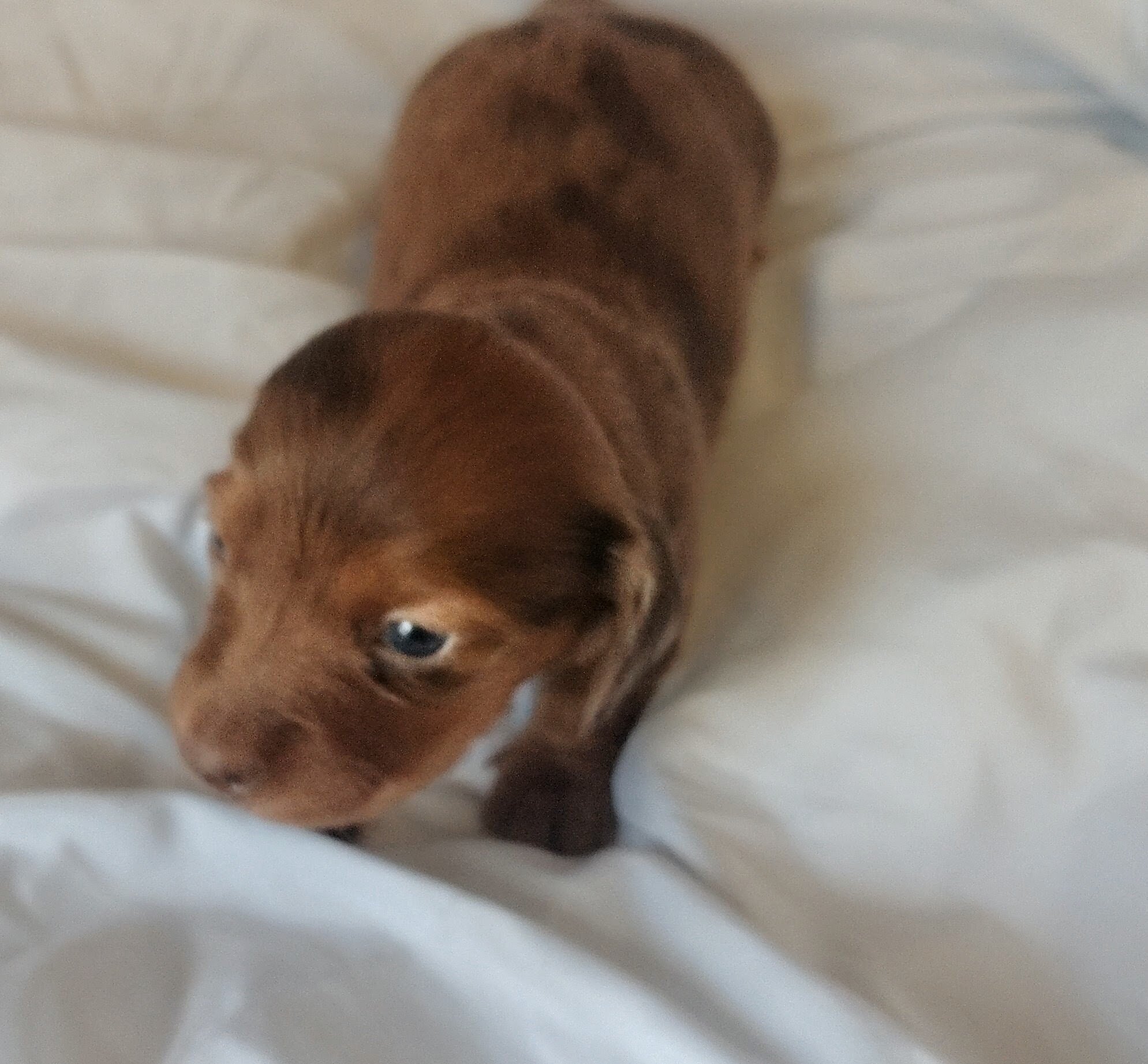 AKC miniature long haired Dachshunds image 3