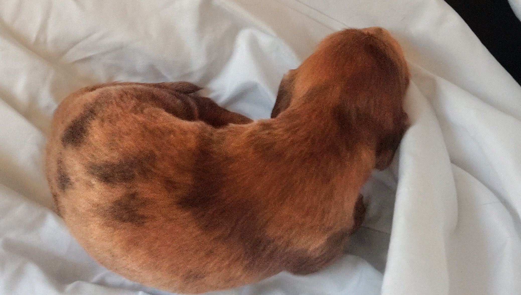 AKC miniature long haired Dachshunds image 5