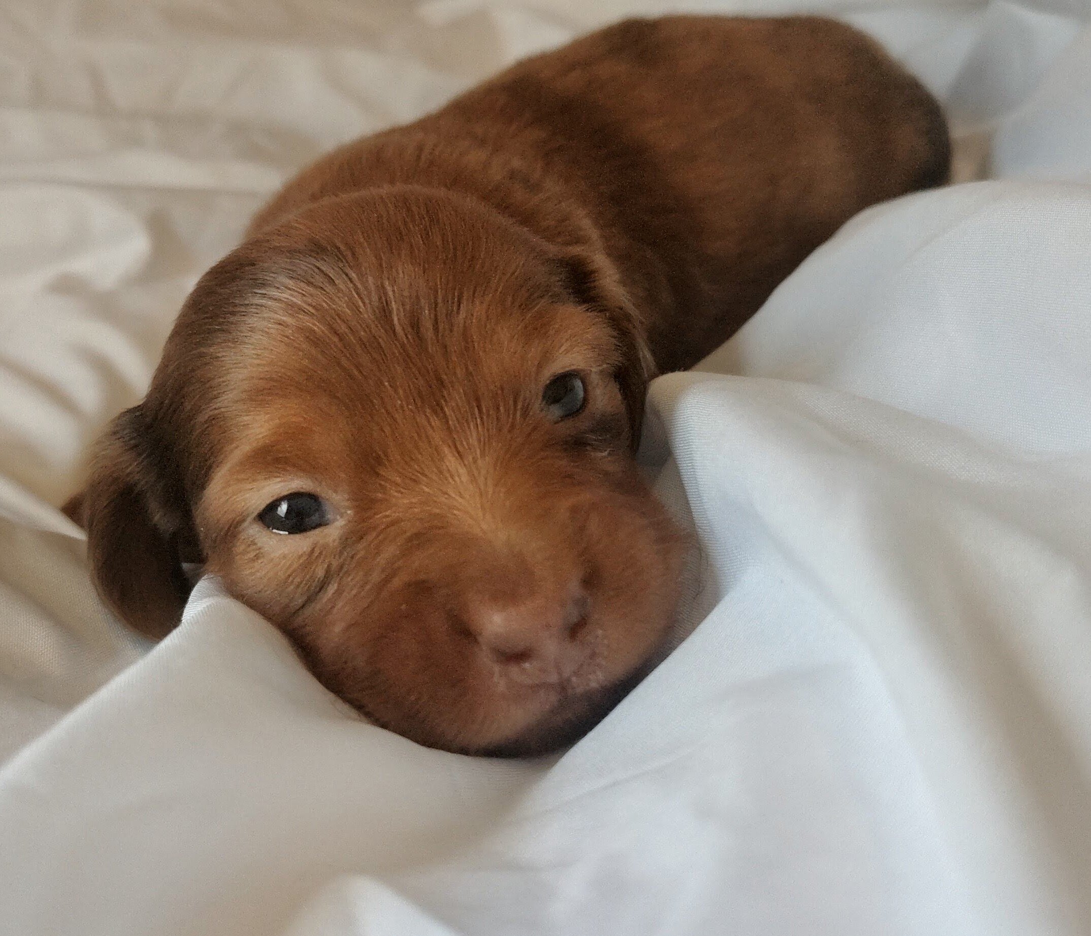 AKC miniature long haired Dachshunds image 6