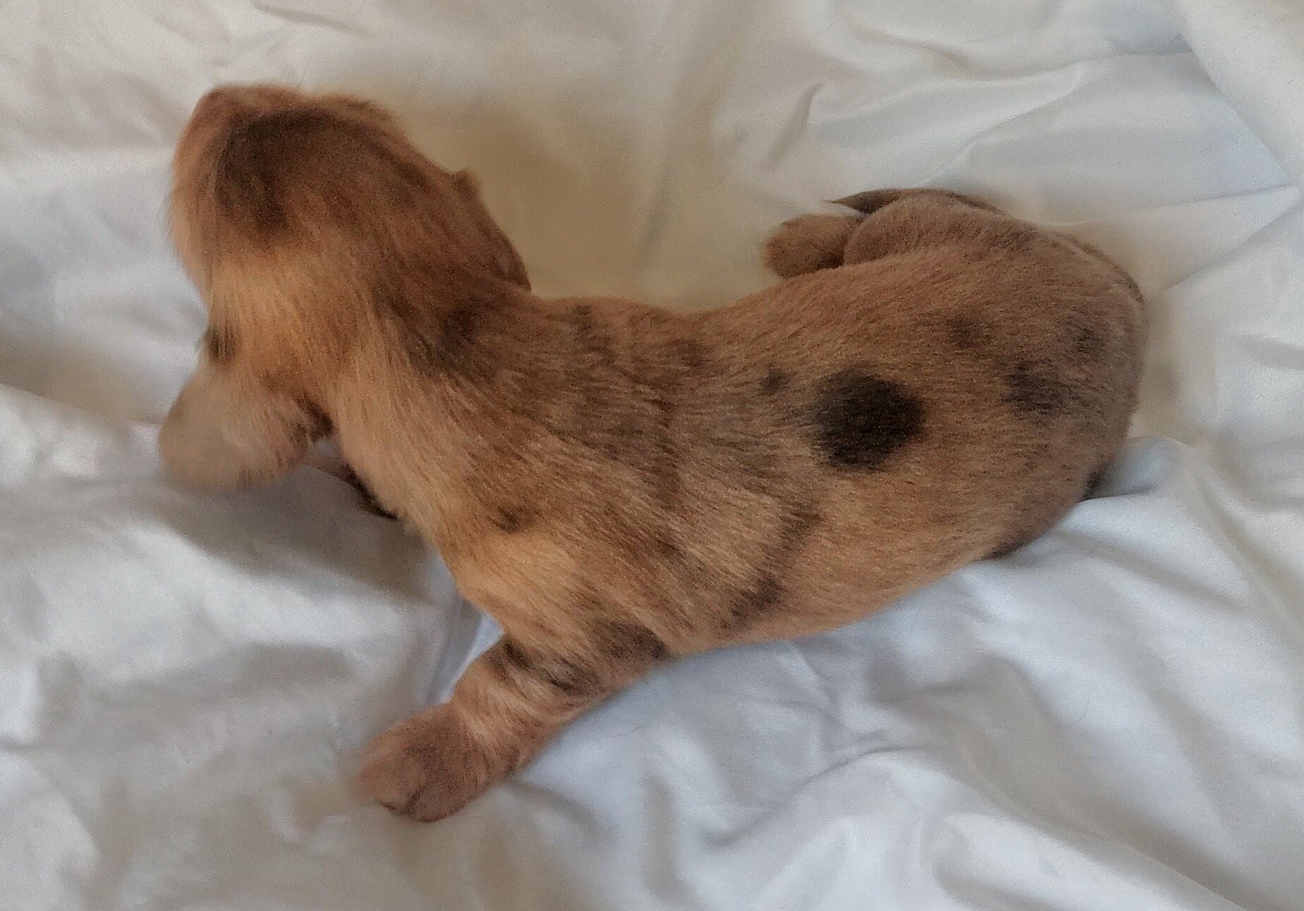 AKC miniature long haired Dachshunds image 2