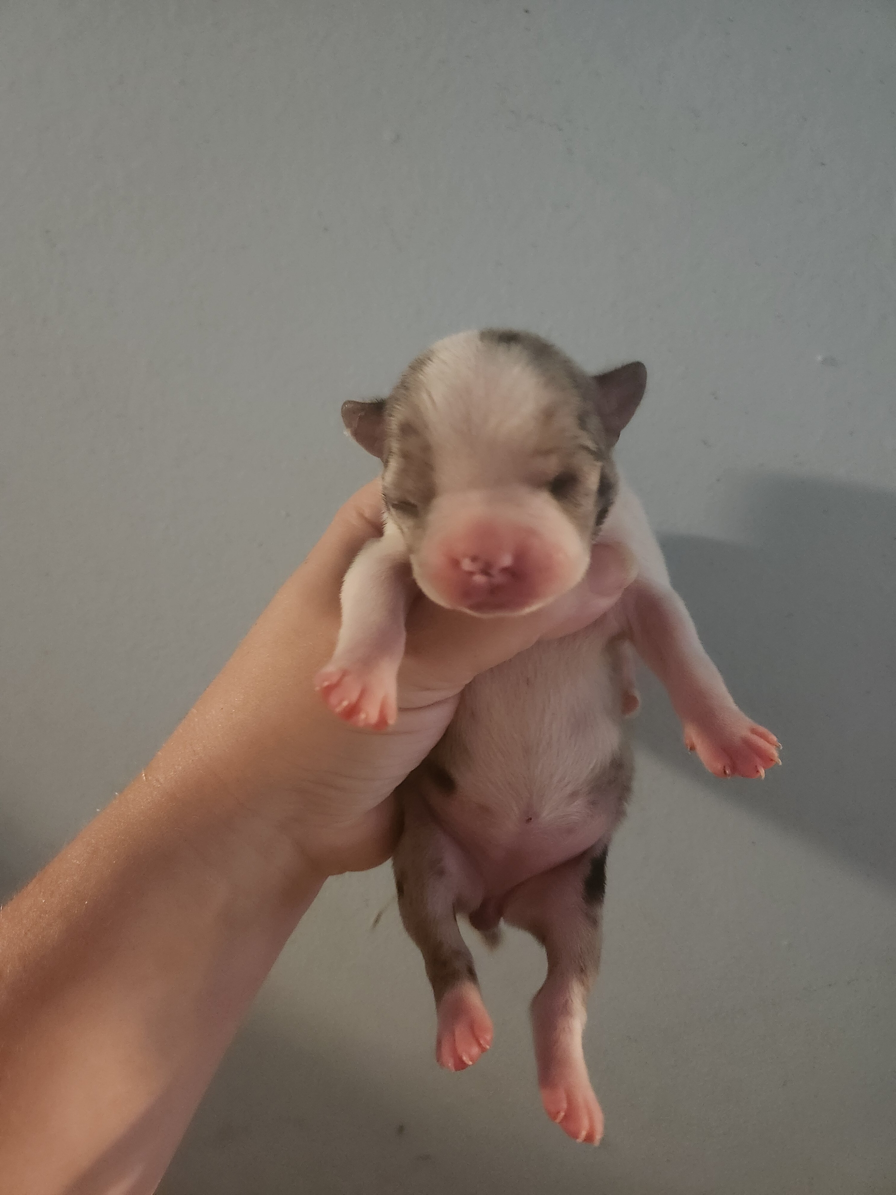 Exotic Merle Boston Terrier image 1