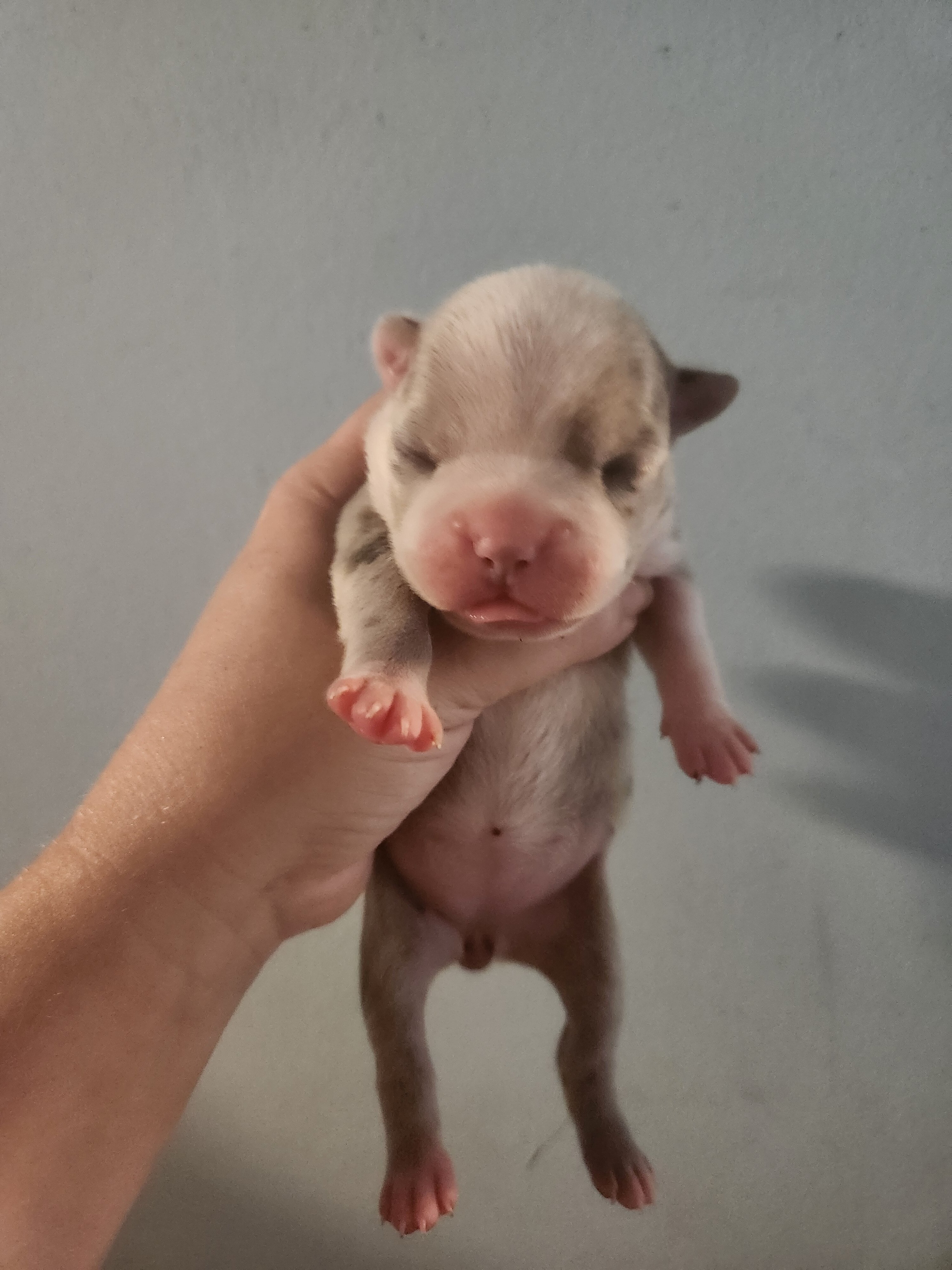 Exotic Boston Terrier Female image 1