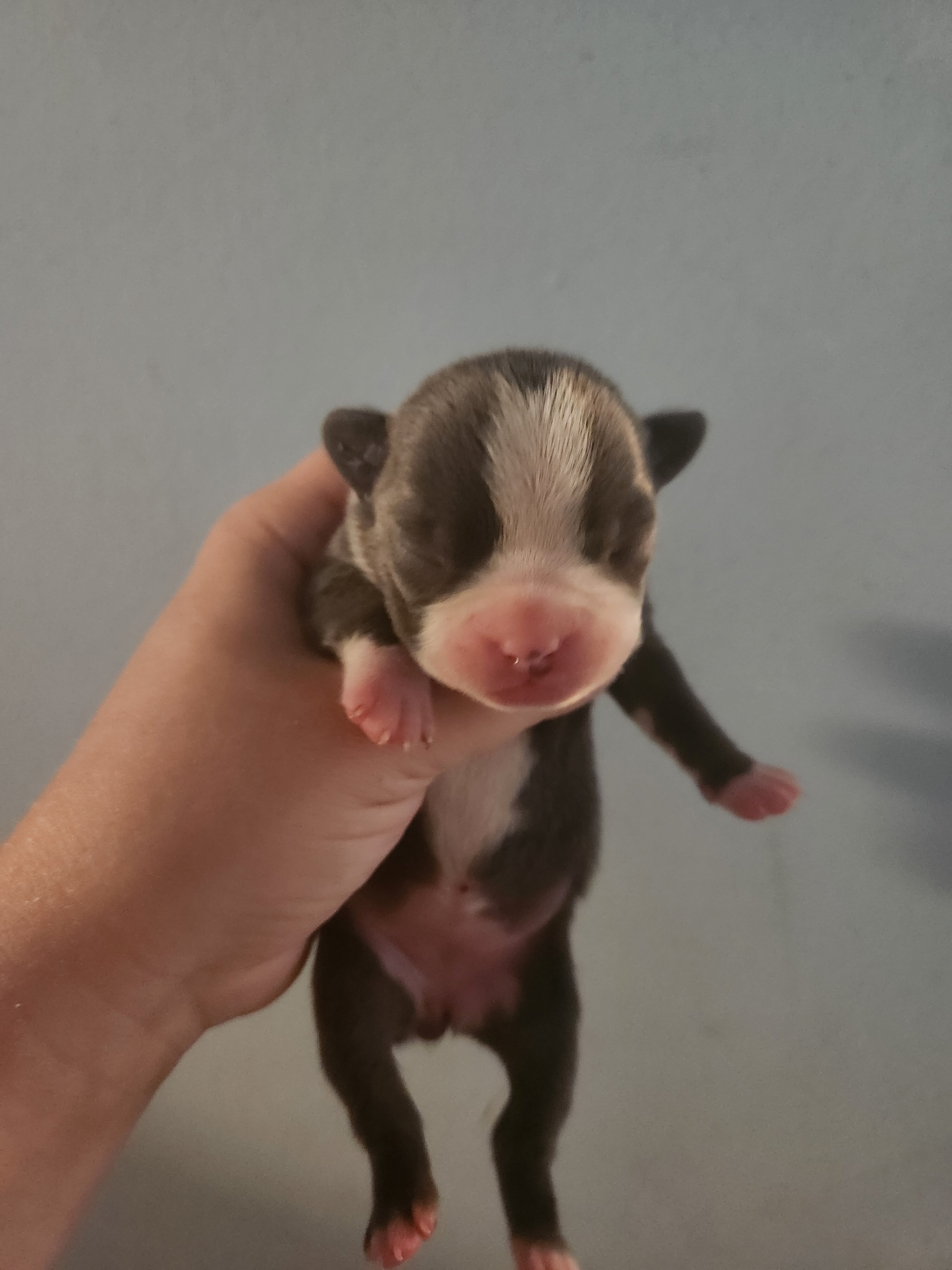 Rare Blue Boston Terrier image 1