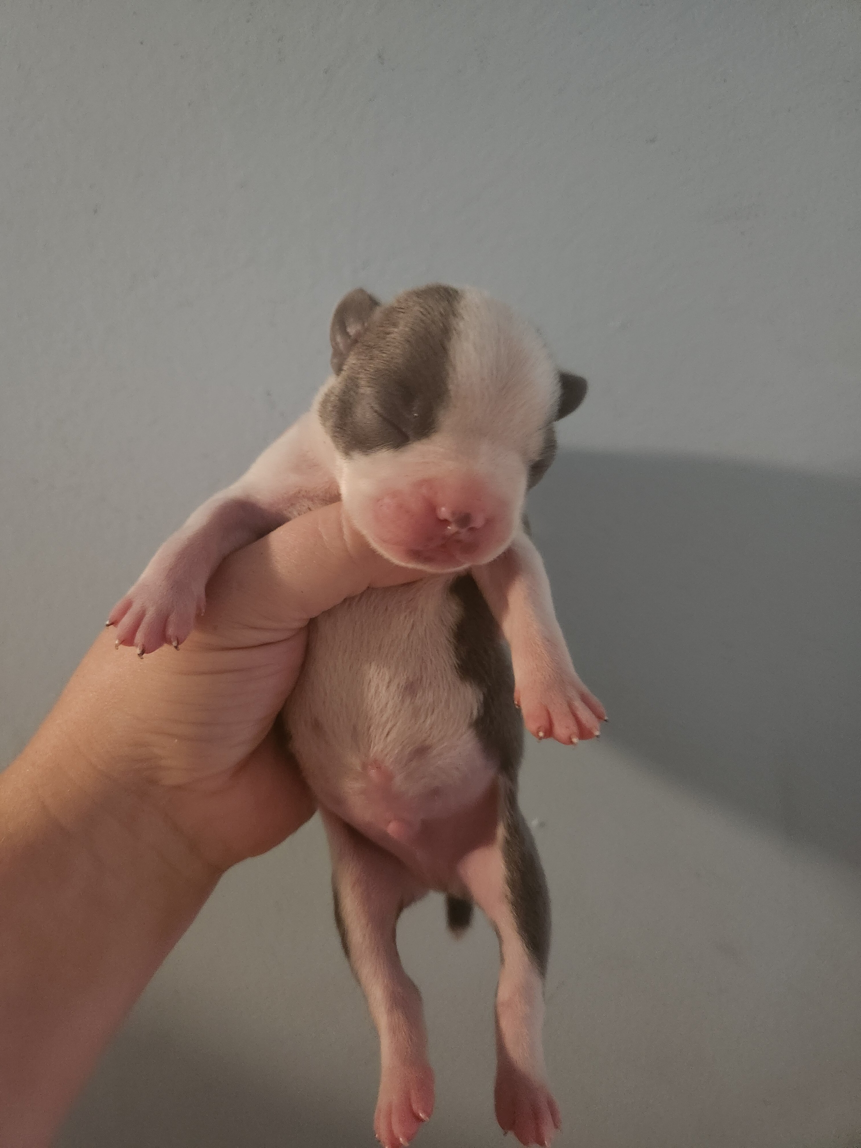 Rare Blue Male Boston Terrier image 2