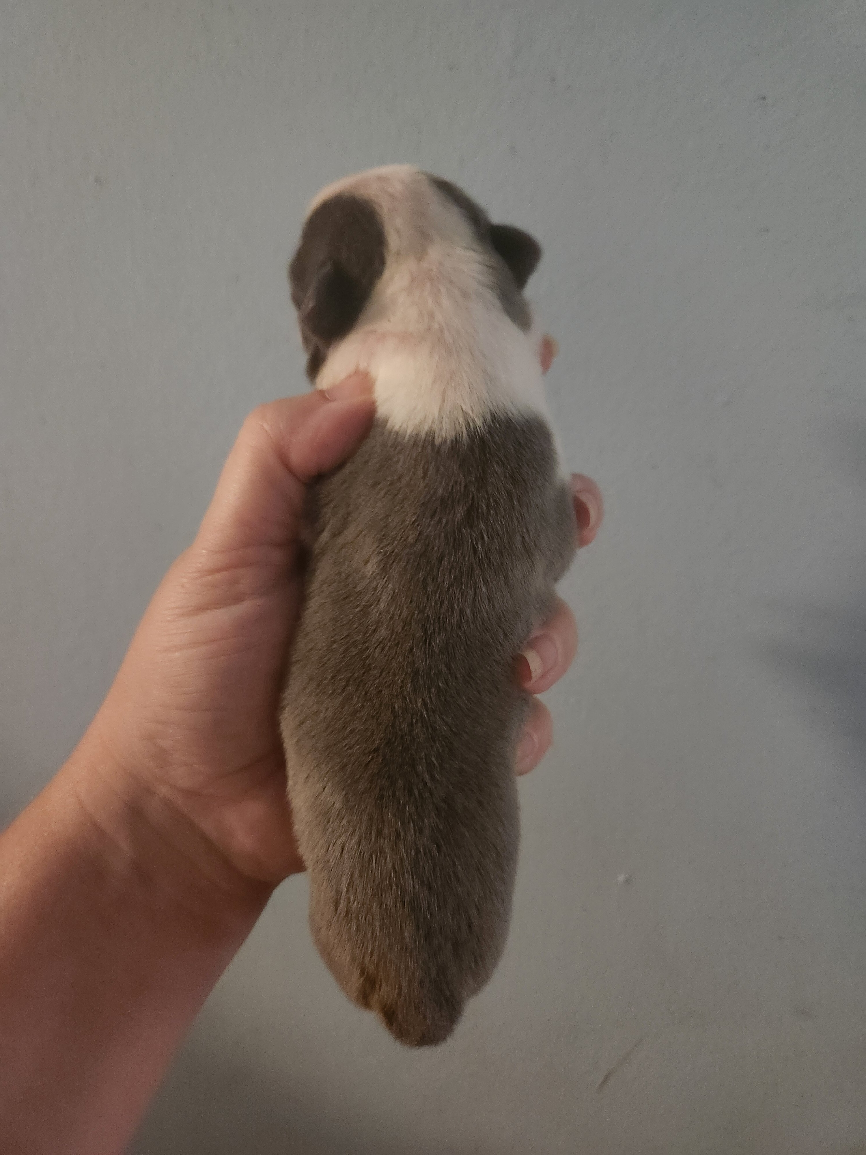 Rare Blue Male Boston Terrier image 1