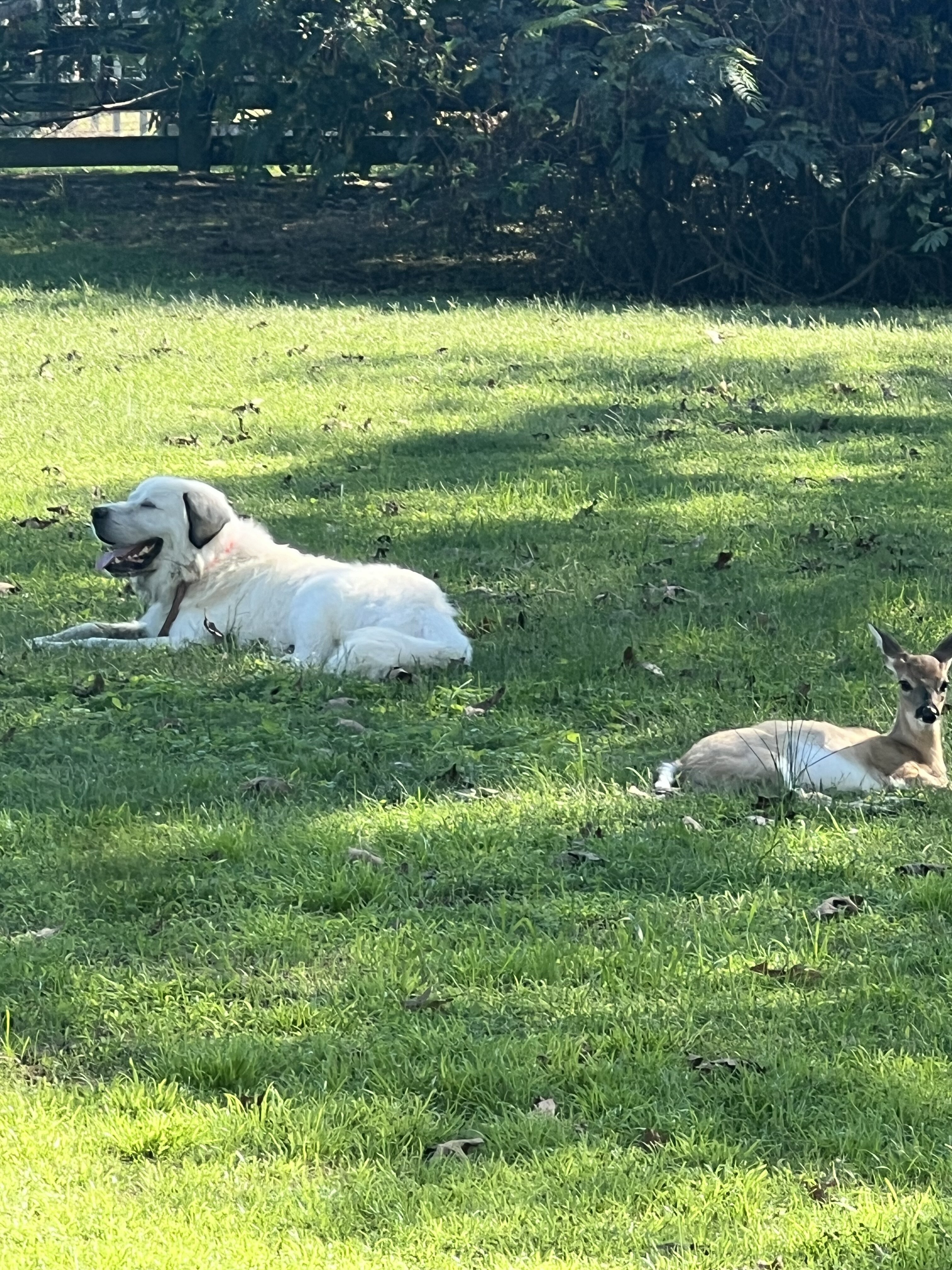 Great Pyrenese image 6