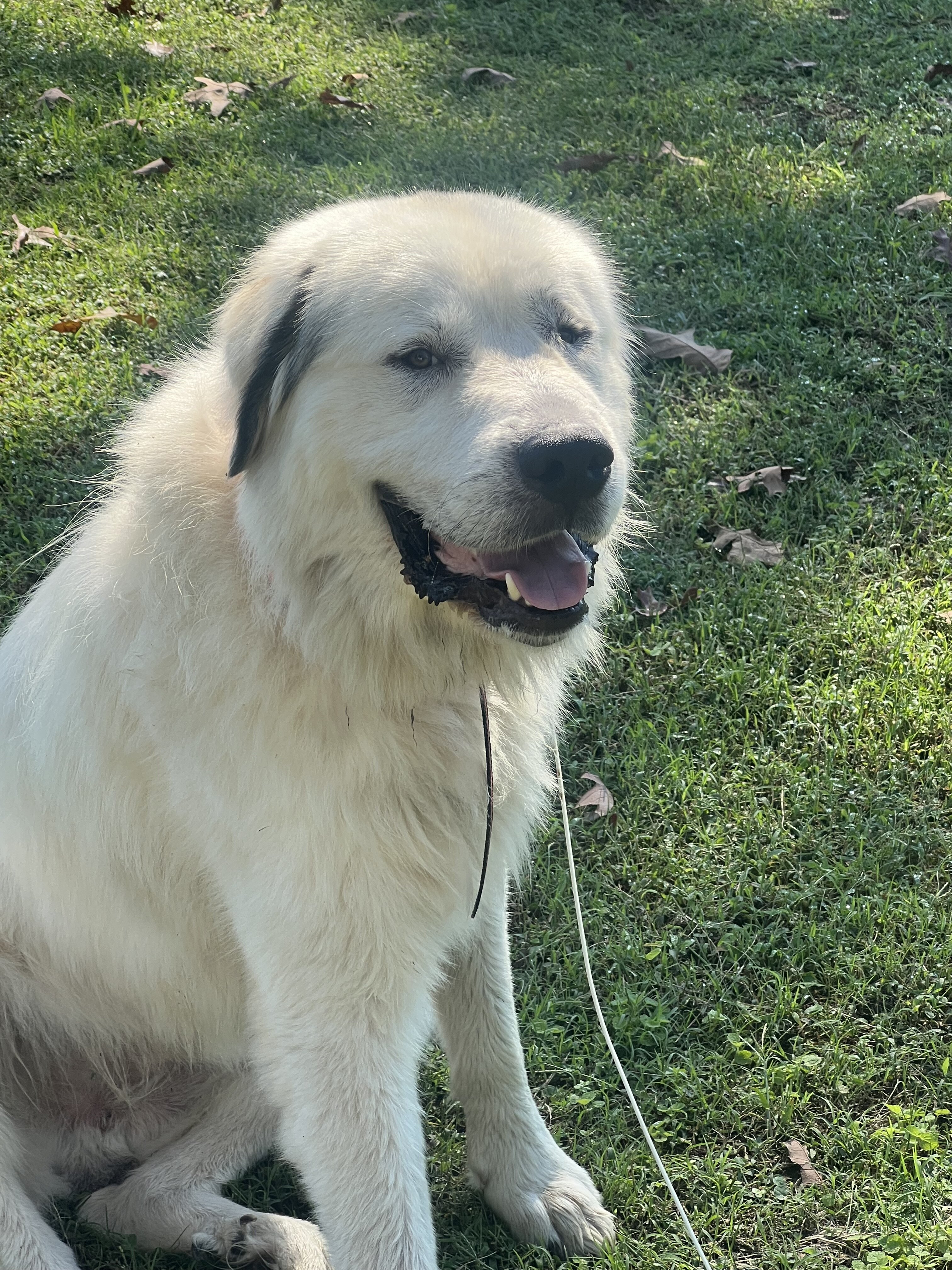 Great Pyrenese image 5