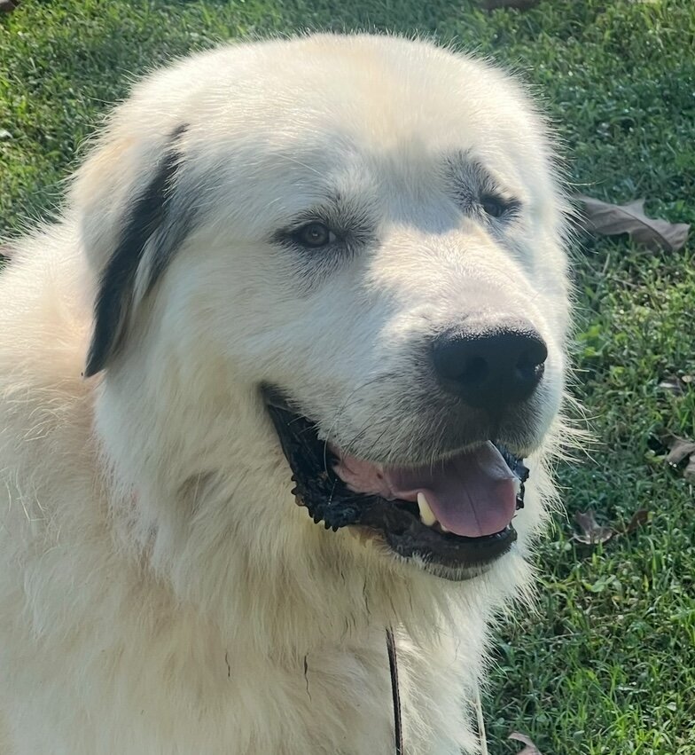 Great Pyrenese image 4