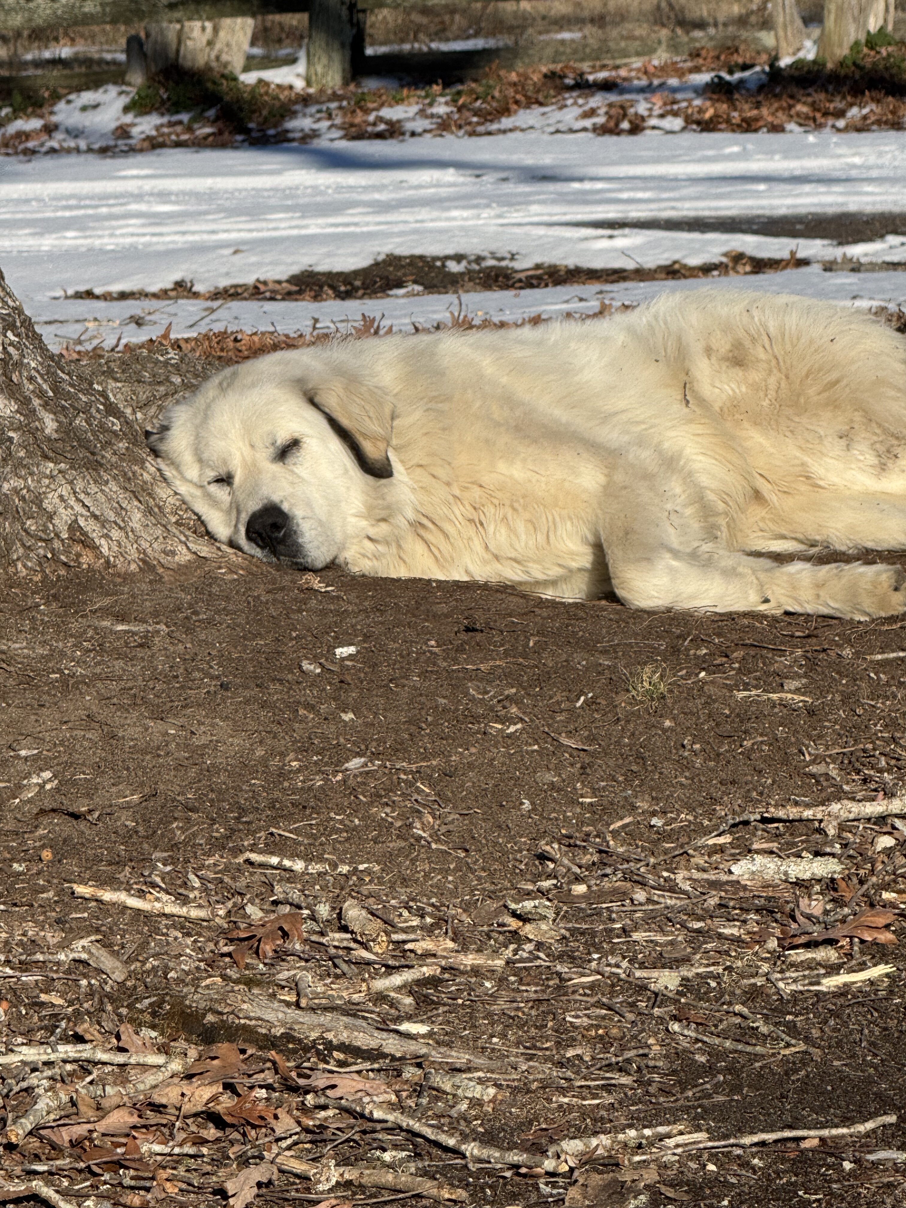 Great Pyrenese image 3