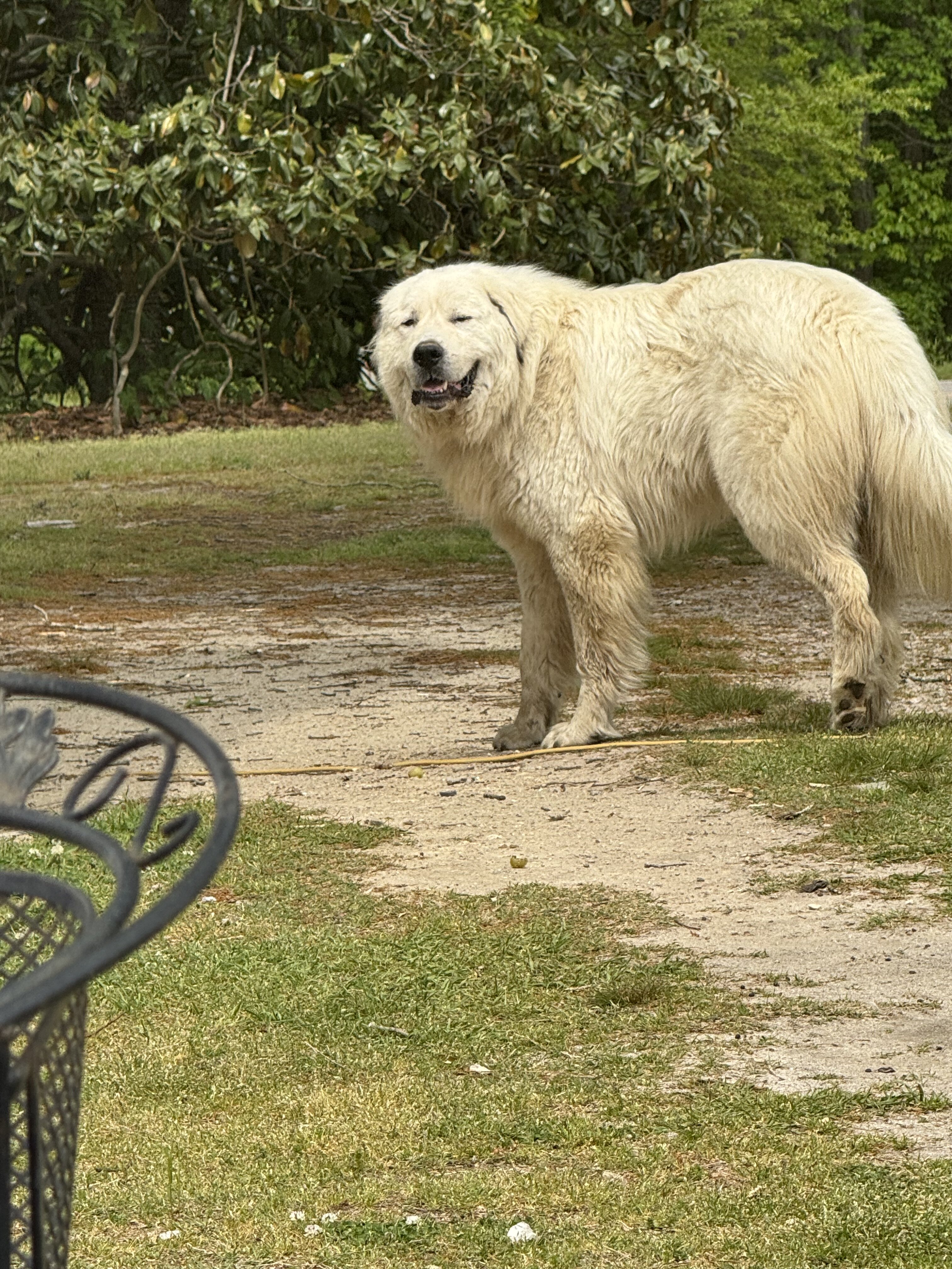 Great Pyrenese image 2