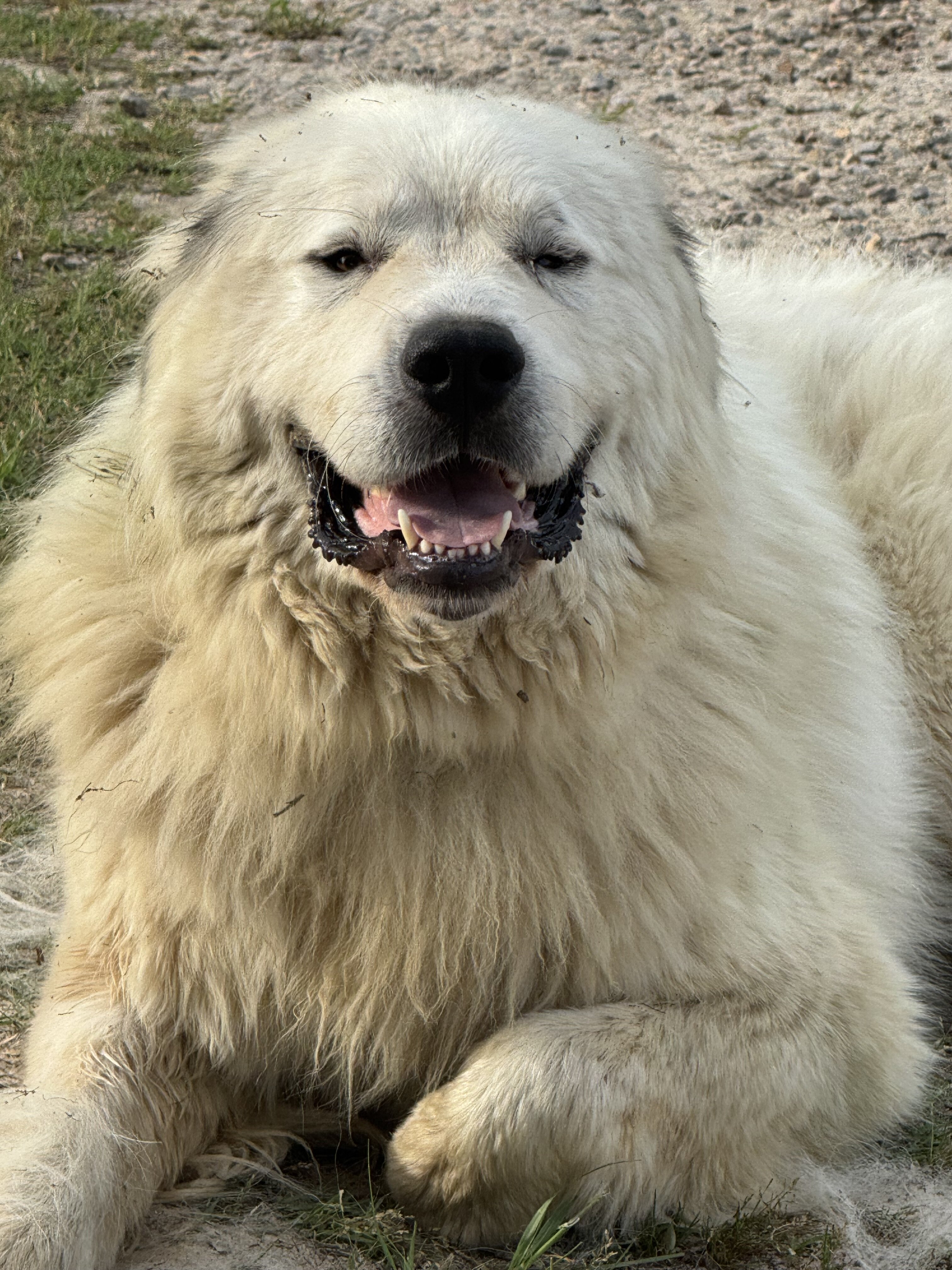 Great Pyrenese image 1